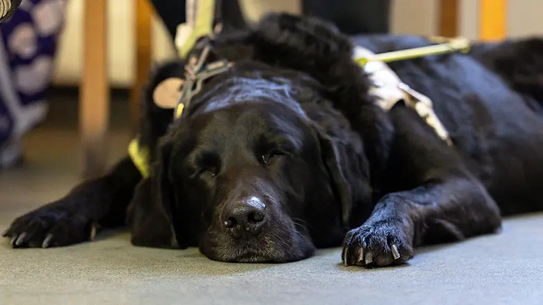 Guide dog Joker lying asleep on the floor his harness resting on his back.