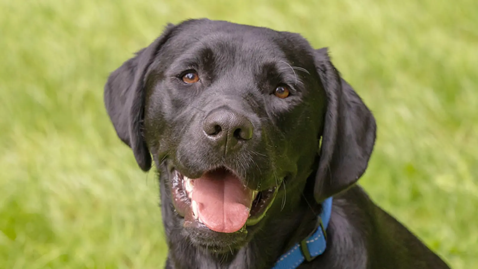 A close up of black Labrador Jack with his tongue out.