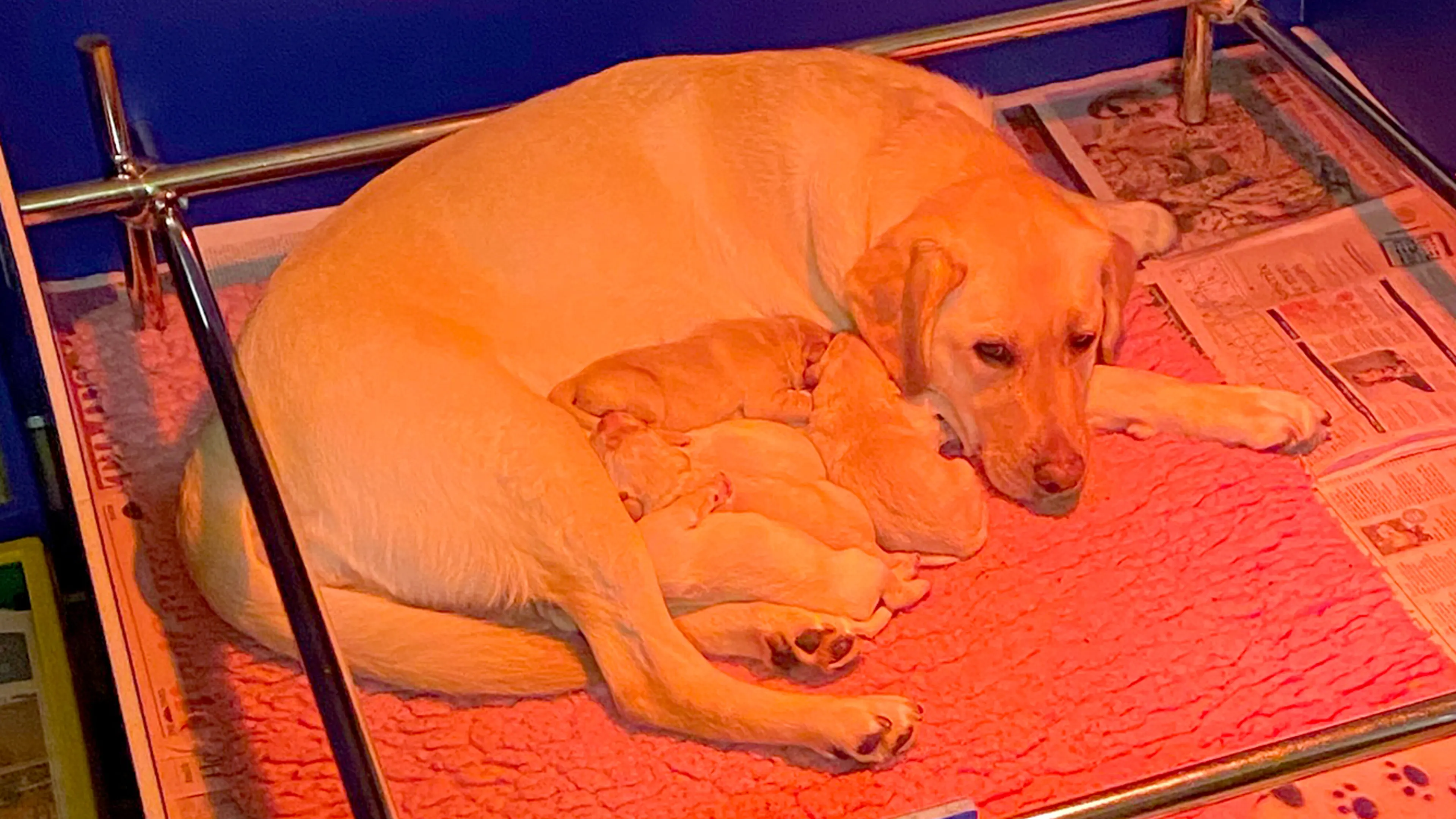 Sunny's litter snuggling with their mum.
