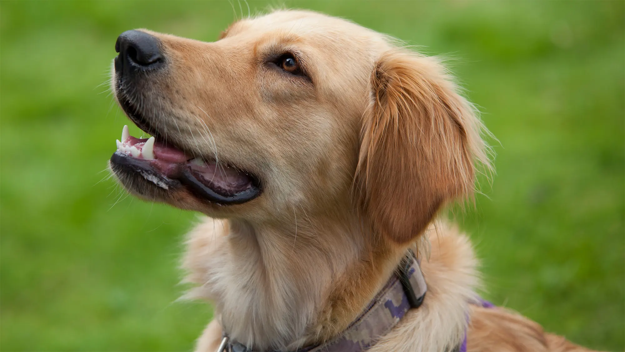 An up close photo of a pet golden retriever sits looking at someone who is out of the frame.