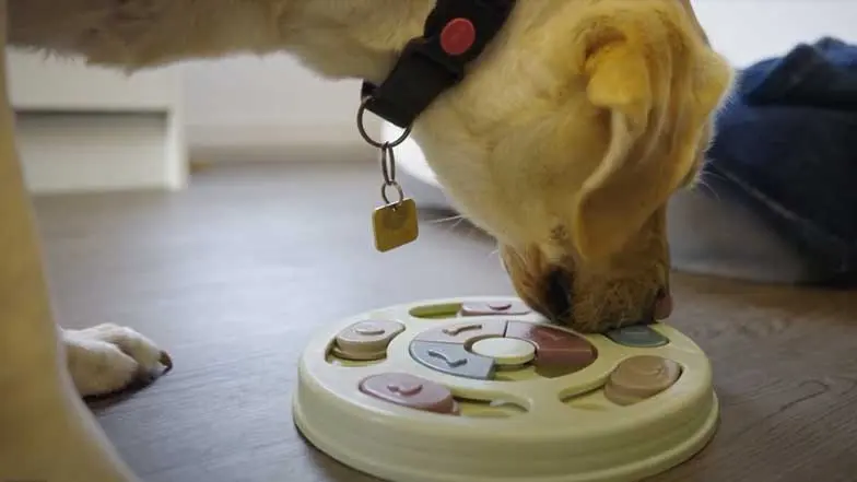 A dog pushing its nose against an interactive food puzzle