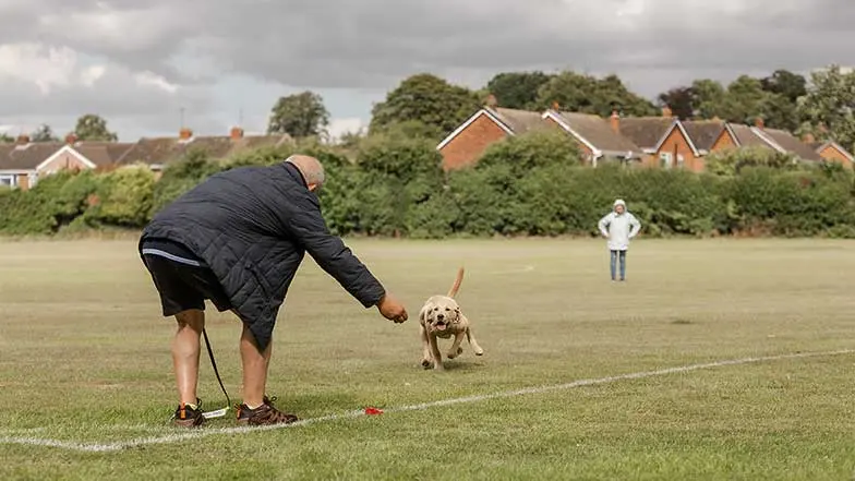 A yellow Labrador runs towards its owner in an open park.