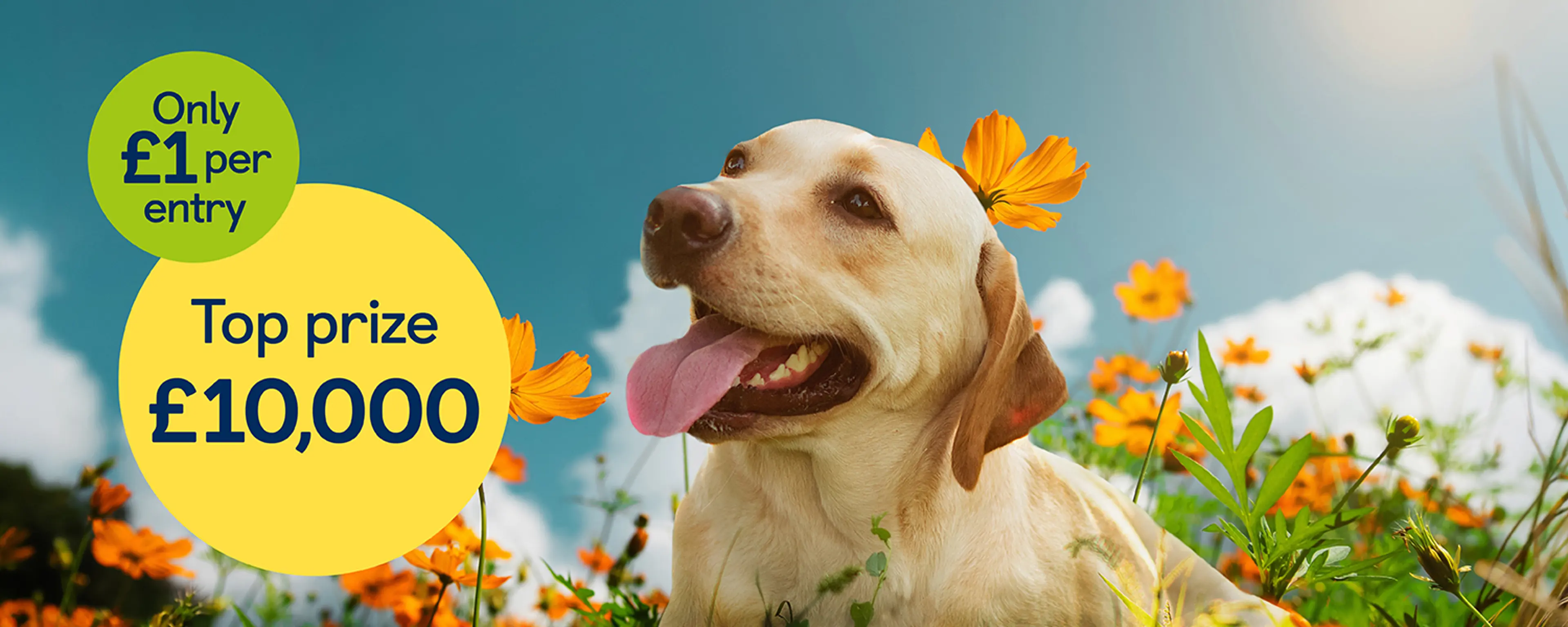 Golden Labrador with its mouth open and tongue sticking out looking towards the summer raffle top prize bubble of £10,000 and text 'Only £1 per entry'. 