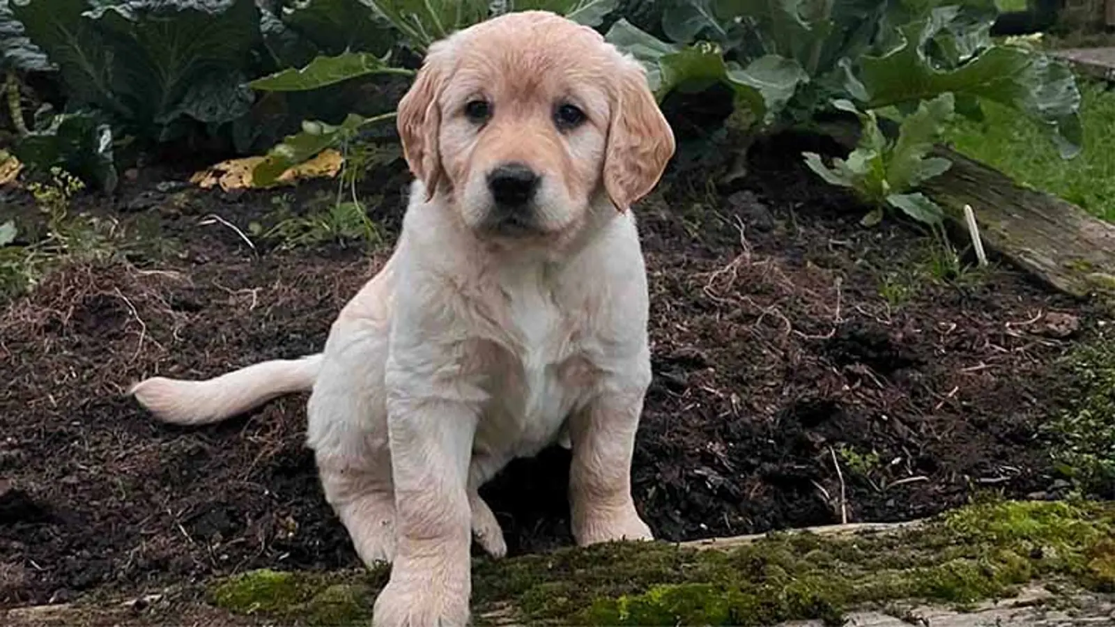 Clover sitting in the garden looking towards camera