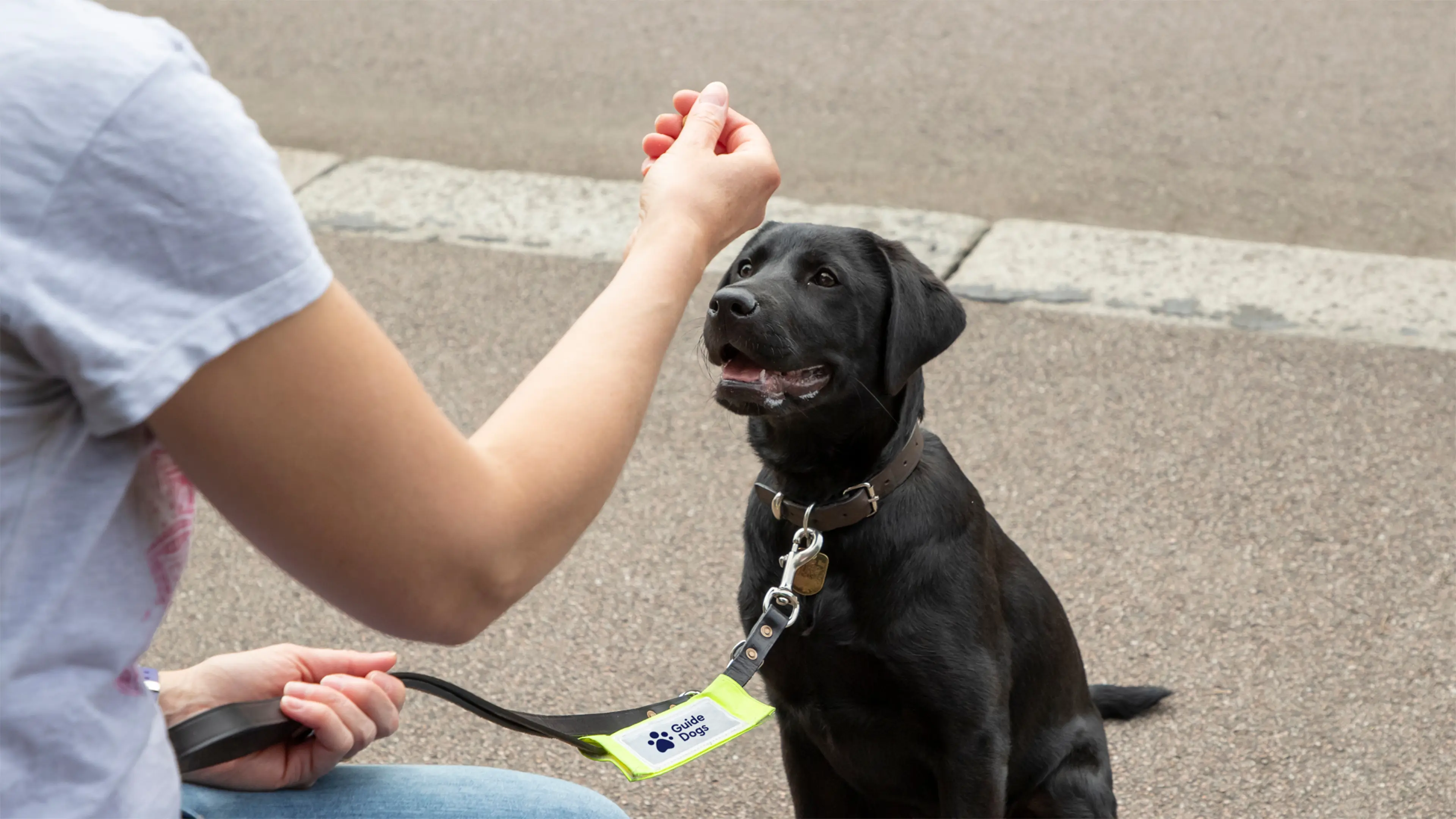 A black Labrador guide dog puppy in training looks up for a treat as they work on some training techniques. 