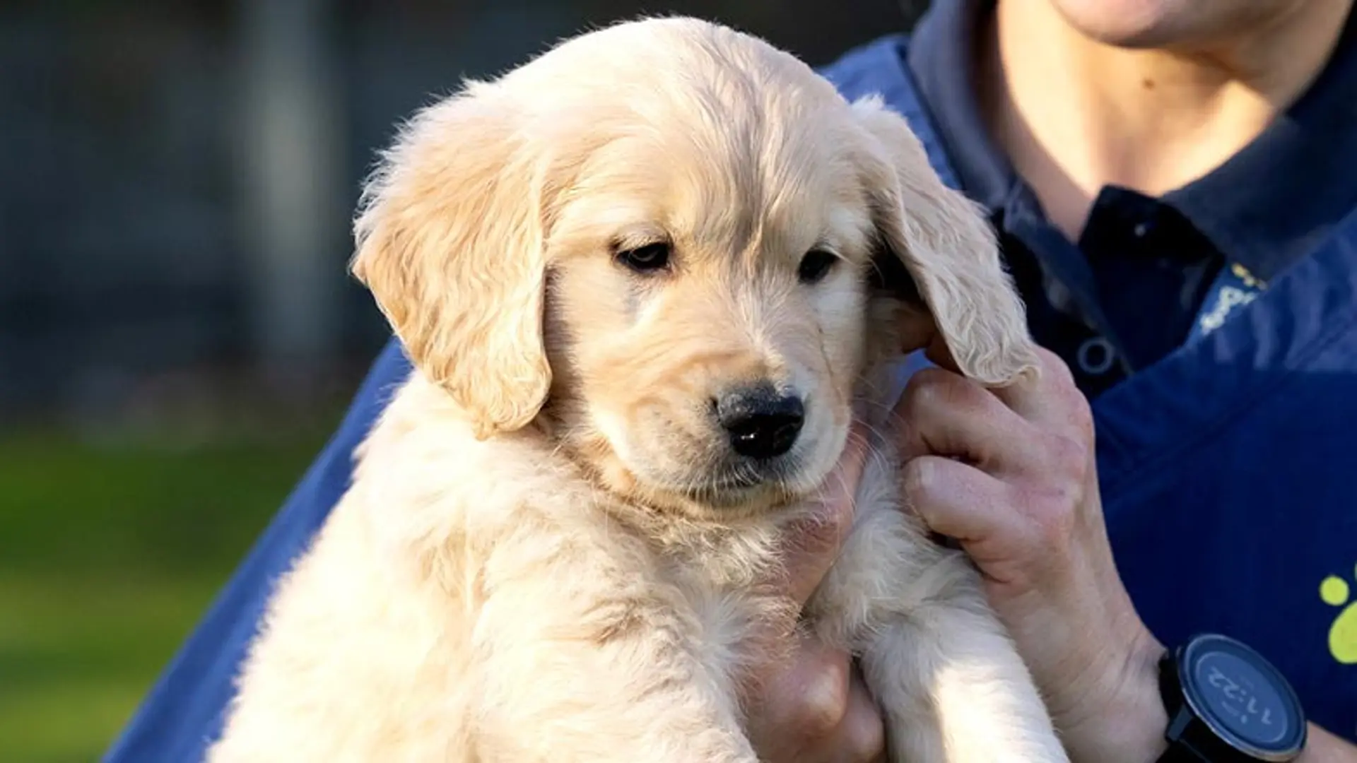 Basil being held by a Guide Dogs staff member