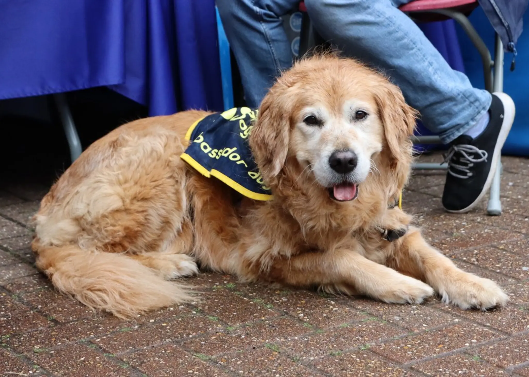 a close-up of golden retriever ambassador dog