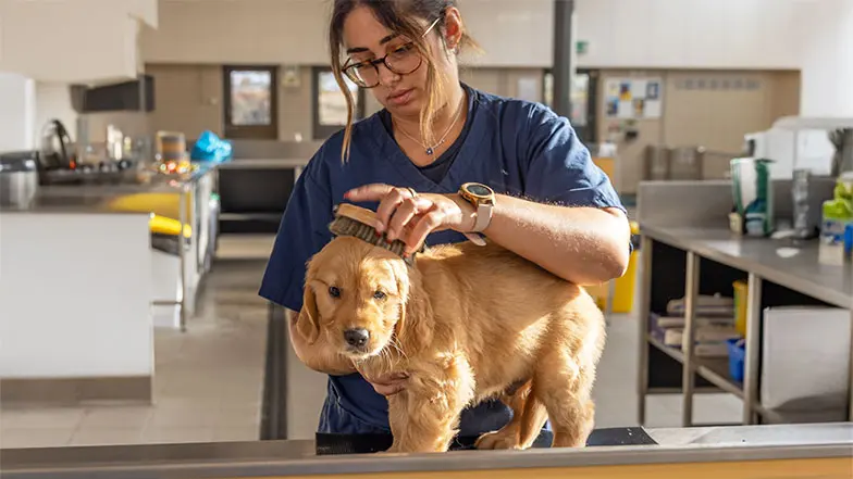 Pickle being brushed by a Guide Dogs staff member.
