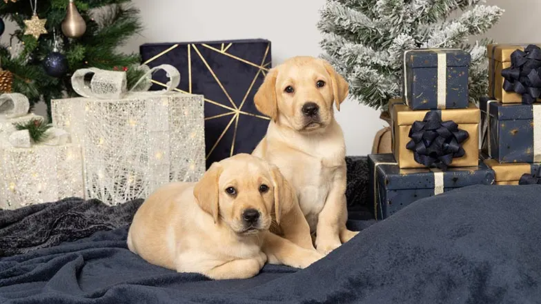Two yellow Labrador puppies in front of Christmas trees with presents. One is lying and one is sitting.