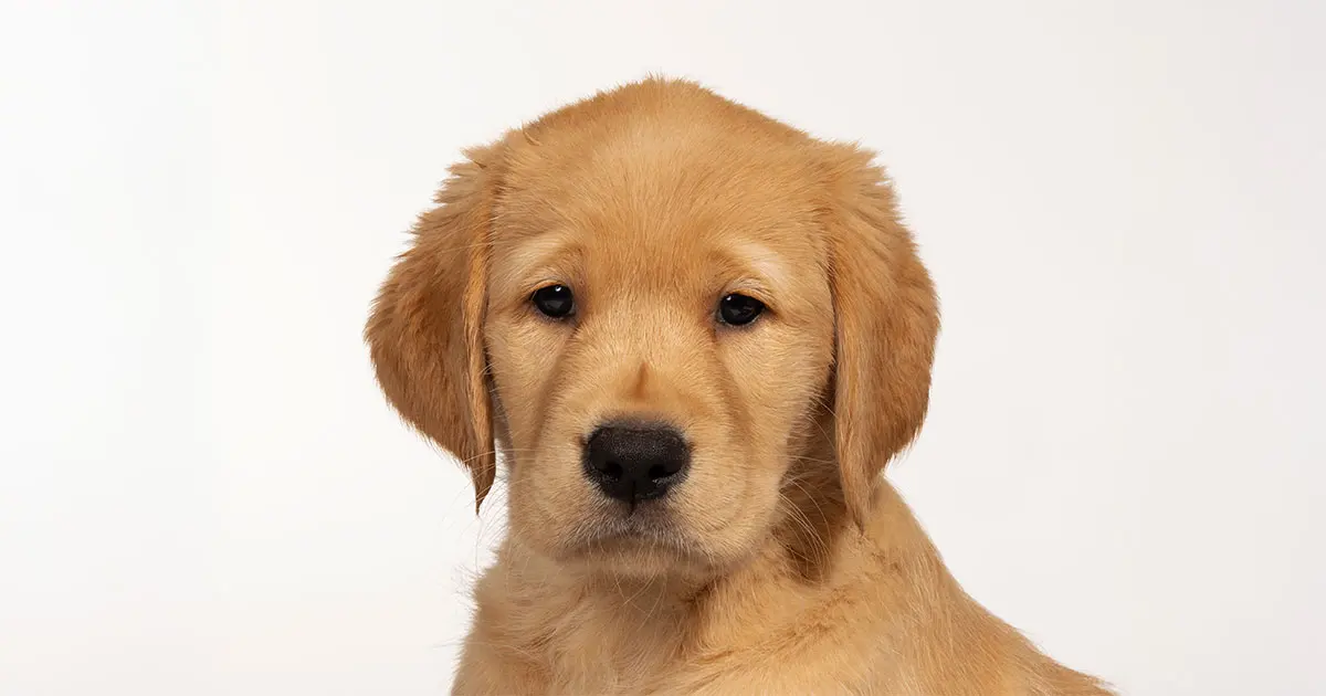 Darcy looks towards the camera.