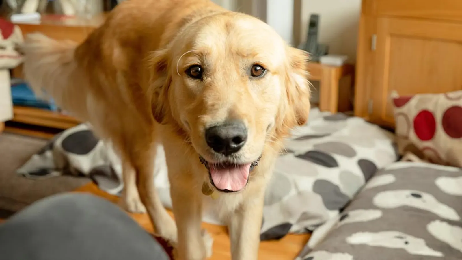 A yellow guide dog looks towards the camera with their tongue out.