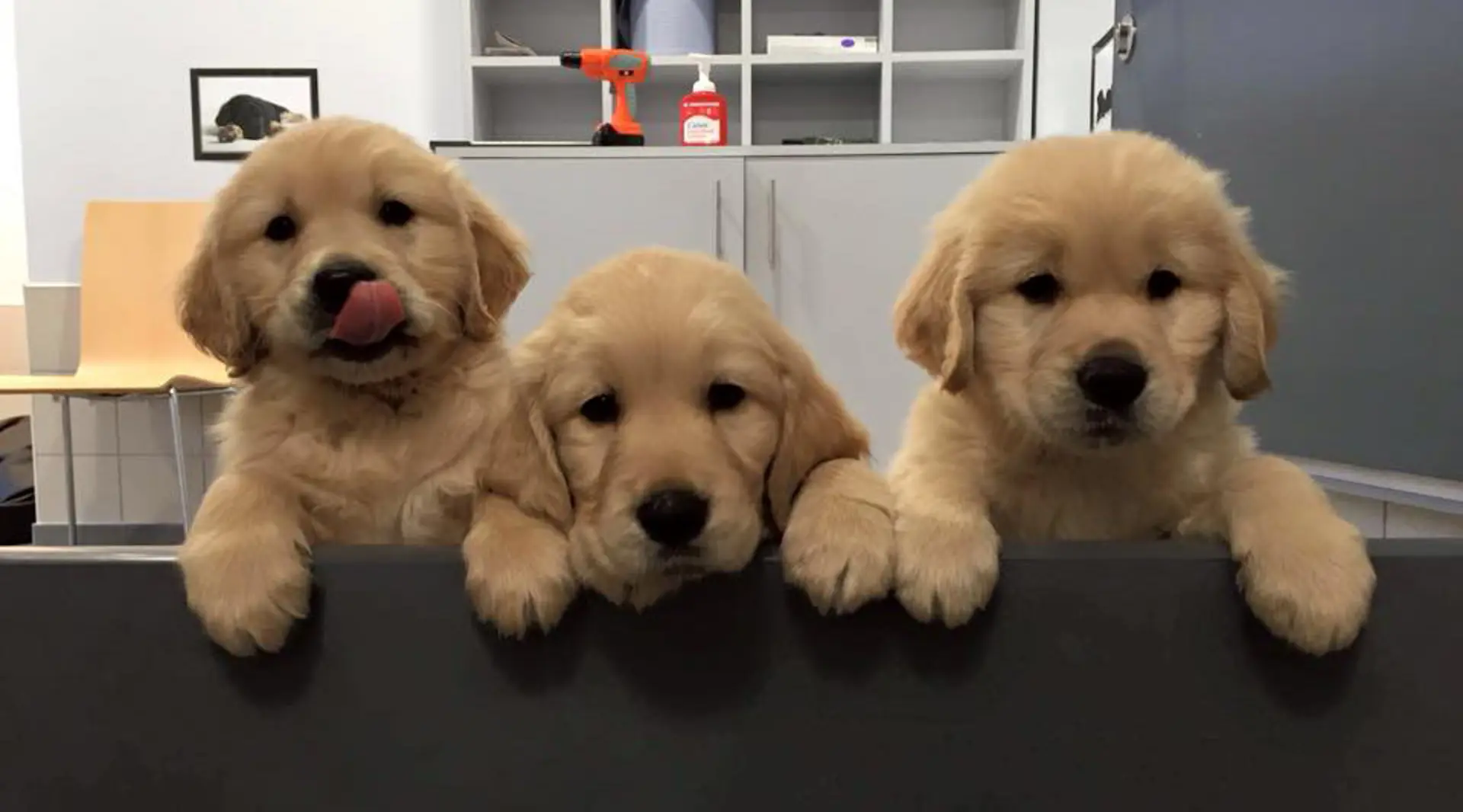 three guide dog puppies