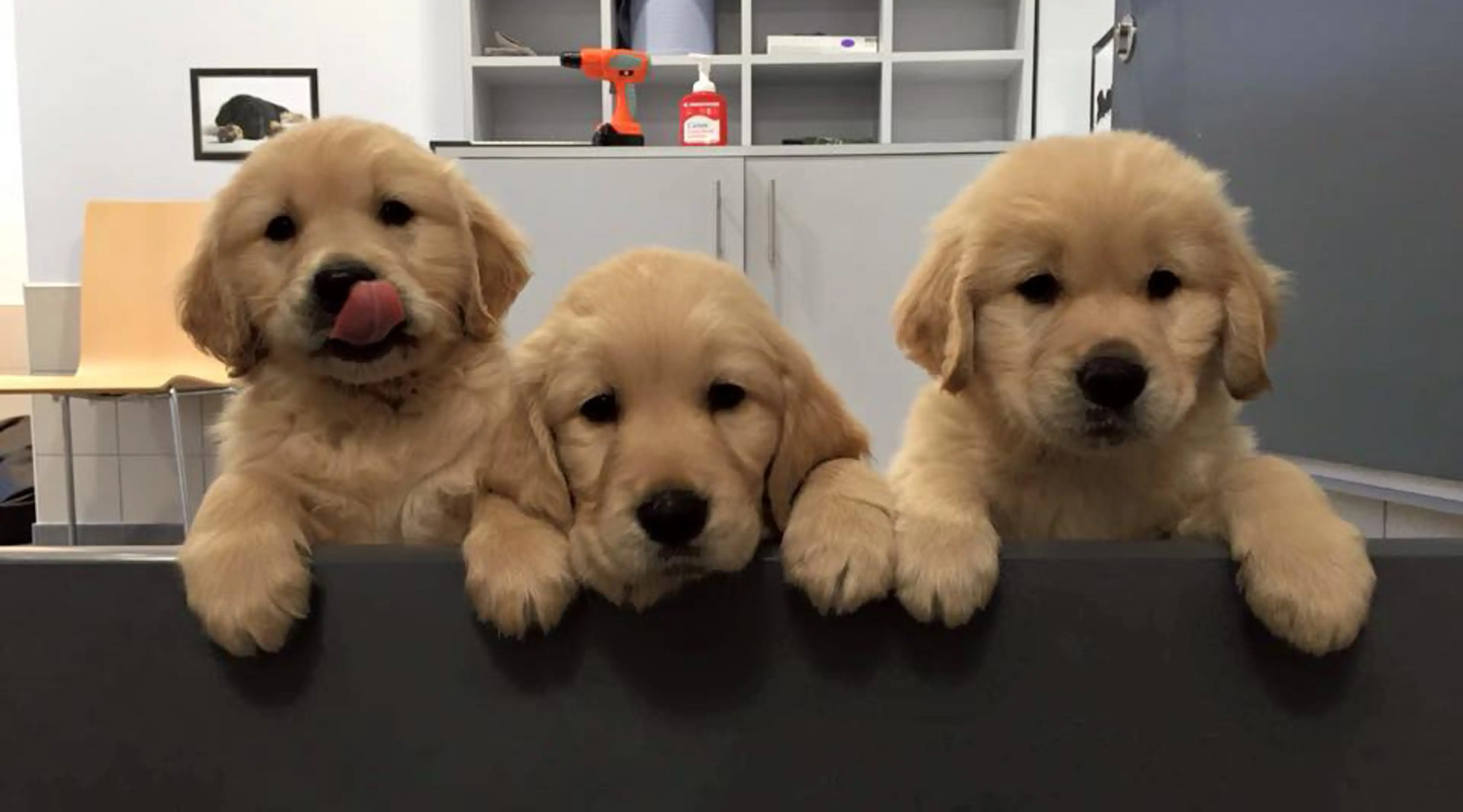three guide dog puppies