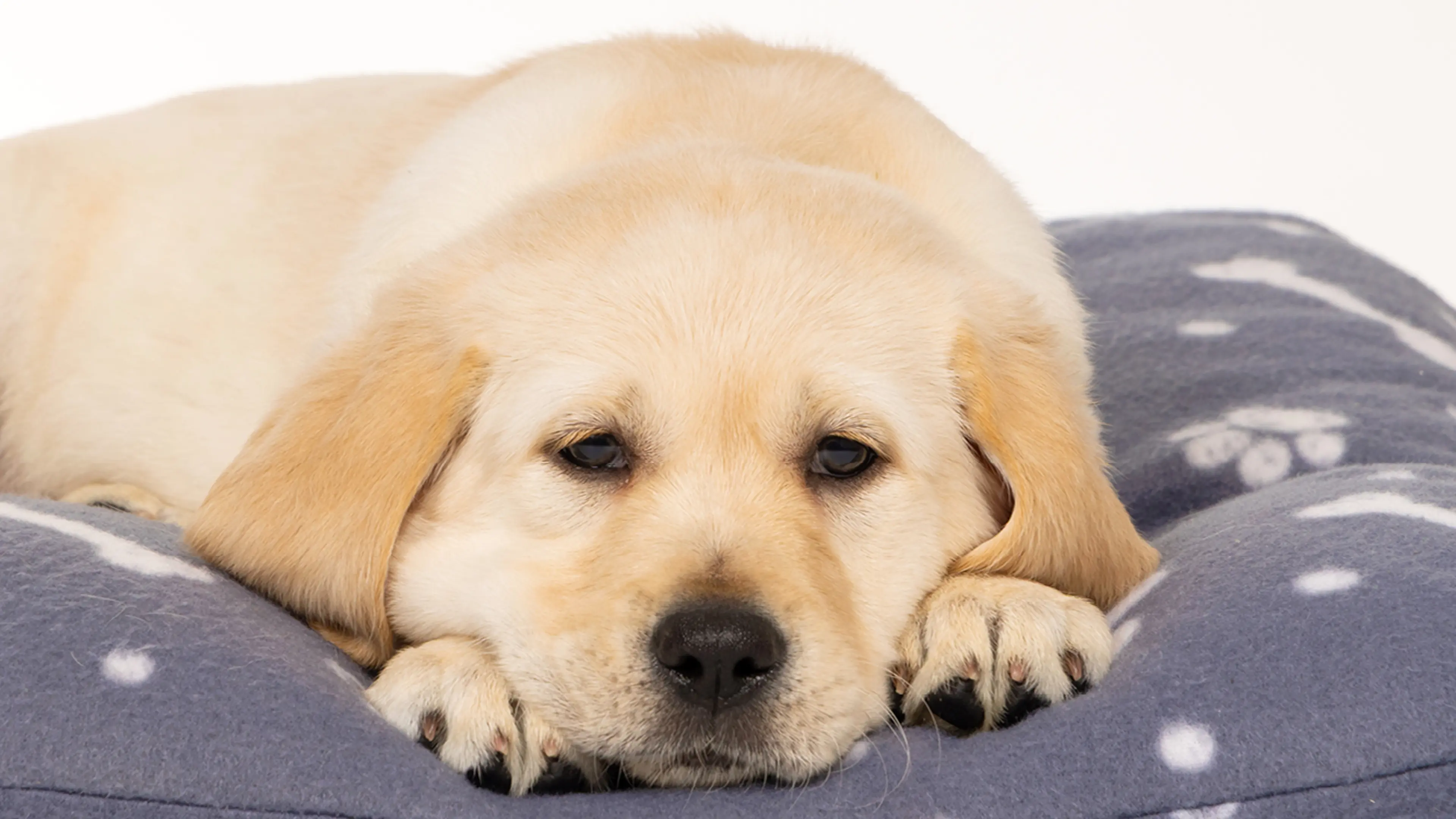 Sunny resting her head on her bed.
