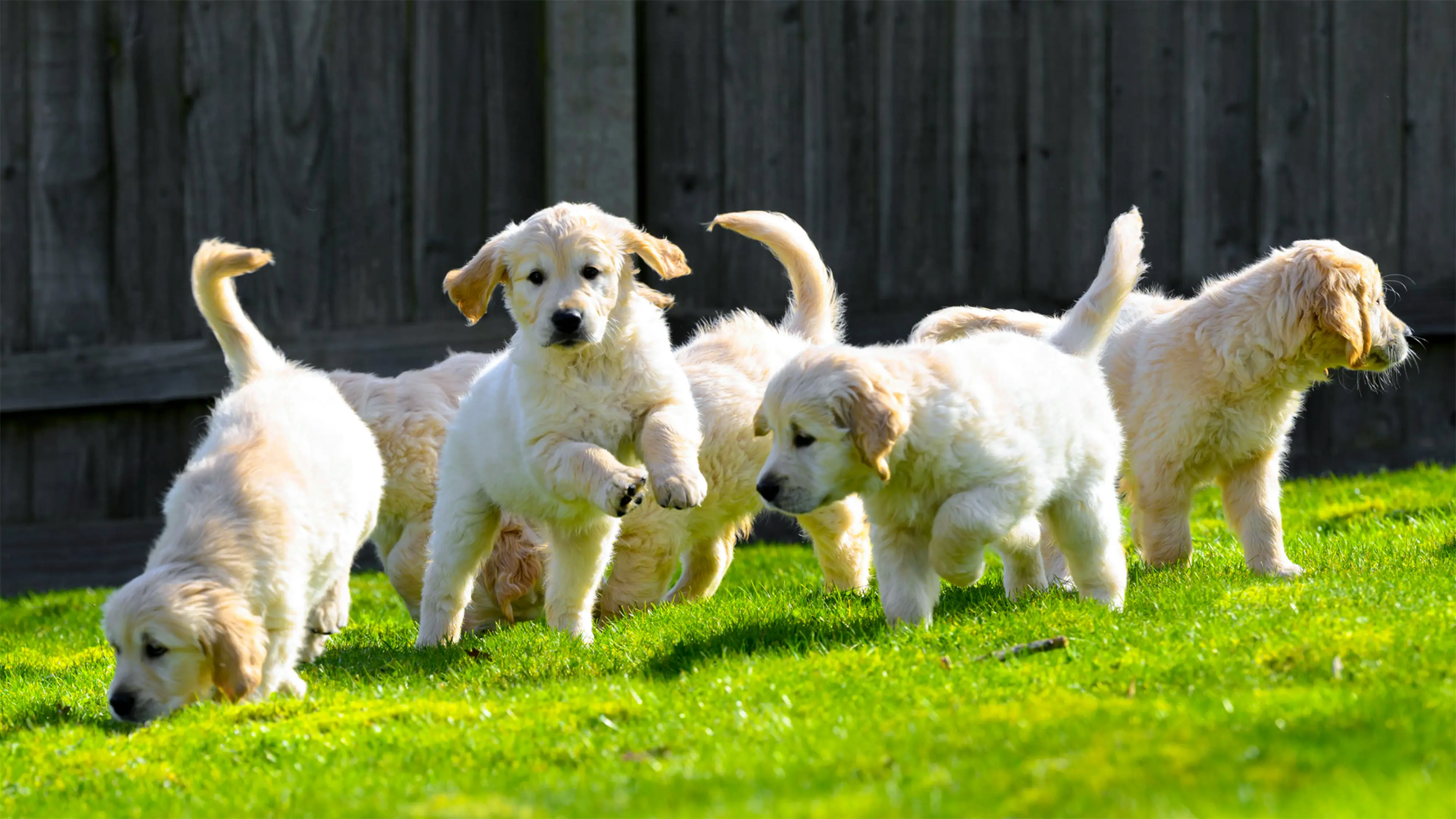 Six golden retriever puppies, sniffing and exploring in a garden. This litter of puppies were fathered by Guide Dogs stud dog Trigger. 