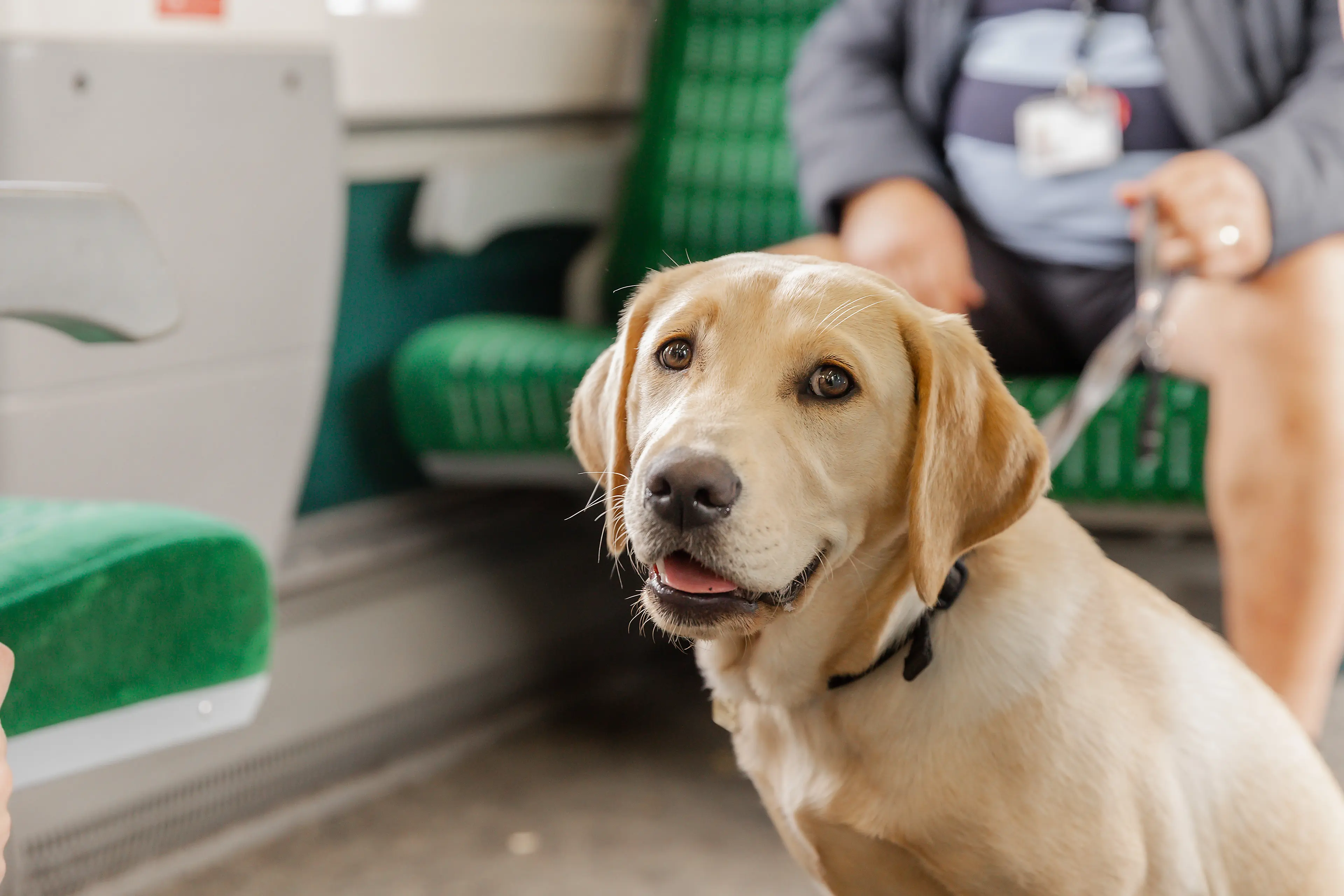 Puppy sits in front of puppy raisers on a train, looking to camera