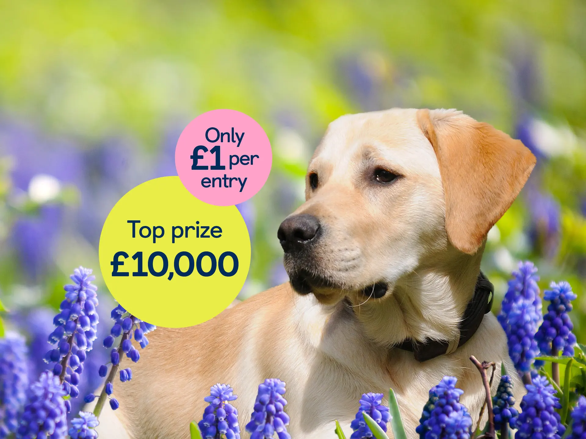 Win Up to £10,000 in Our Charity Raffle | Guide Dogs UK