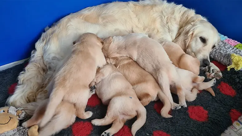 A guide dog mum feeds her puppies.