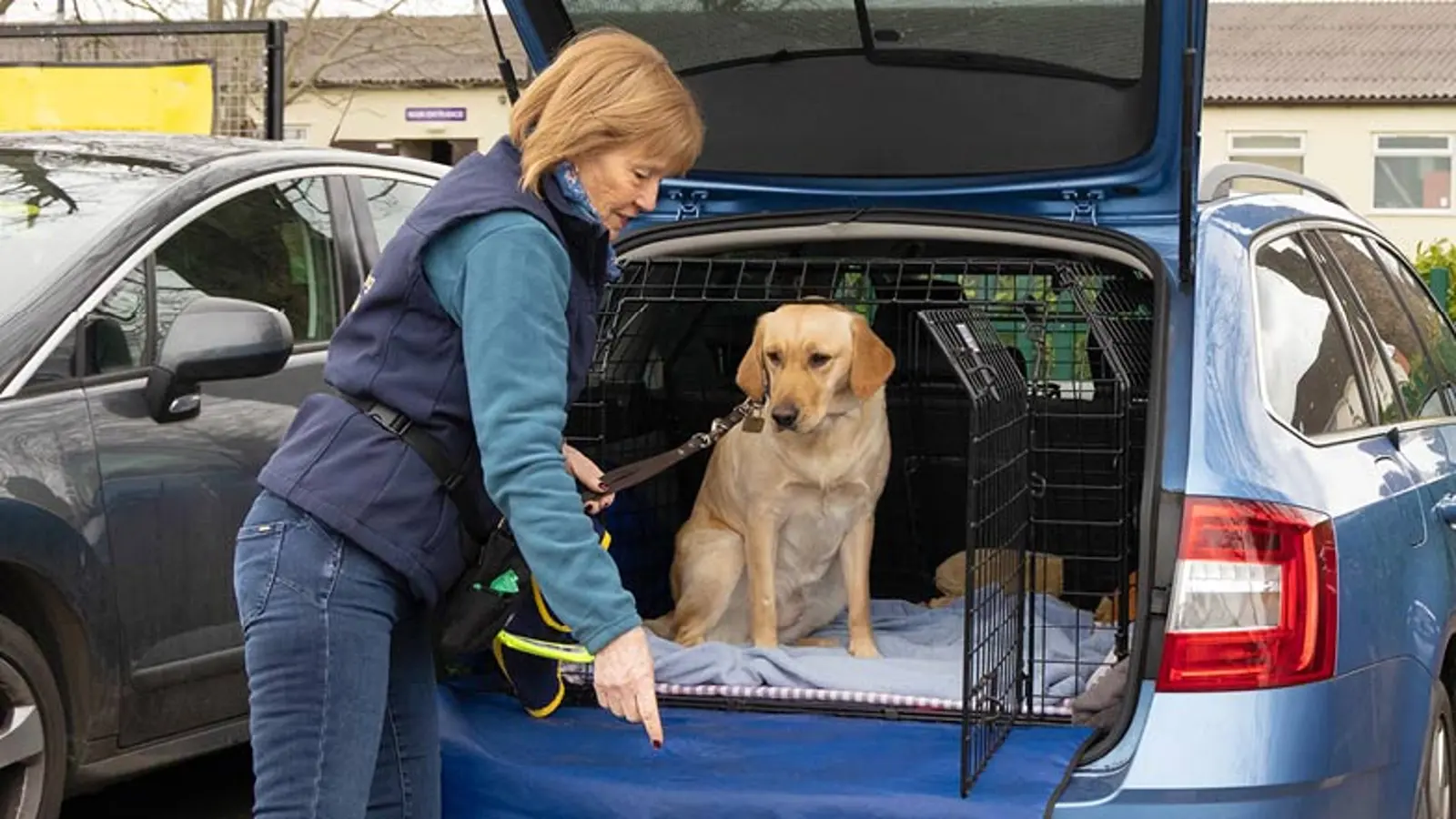 Custard sitting in an open car boot with Puppy Raiser Jean standing in front of her.