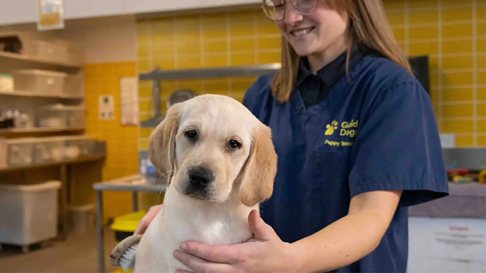 Henry being groomed by a Guide Dogs staff member