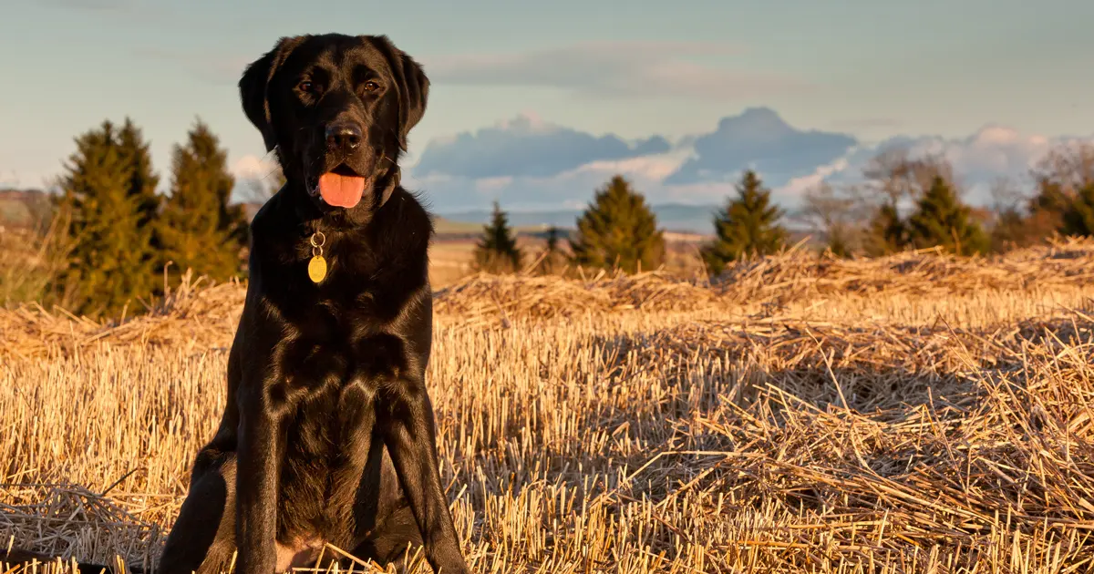 fosterer-breeding-dog-stud