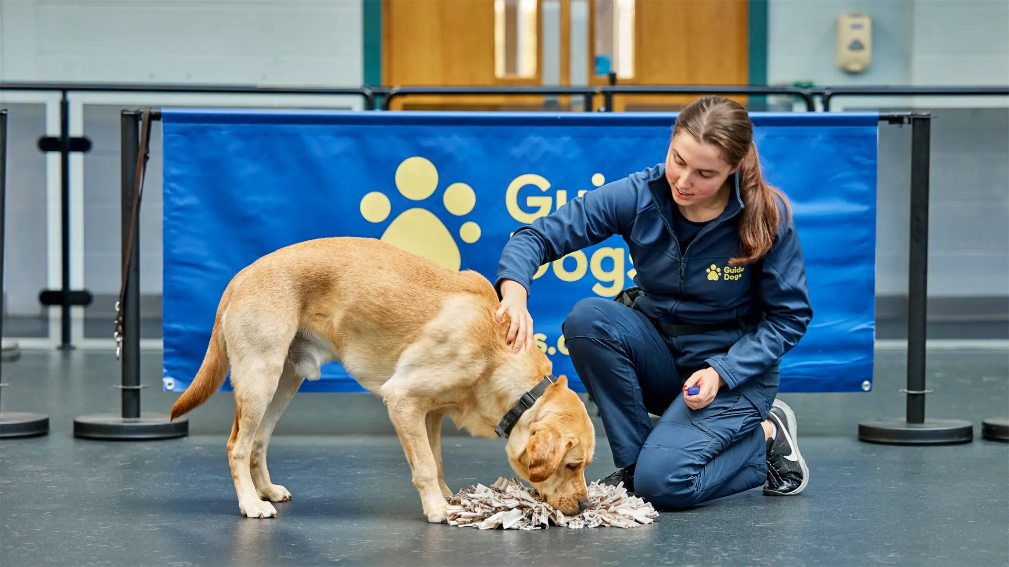 A guide dog in training sniffs a snuffle mat while their Guide Dog Trainer kneels beside them.