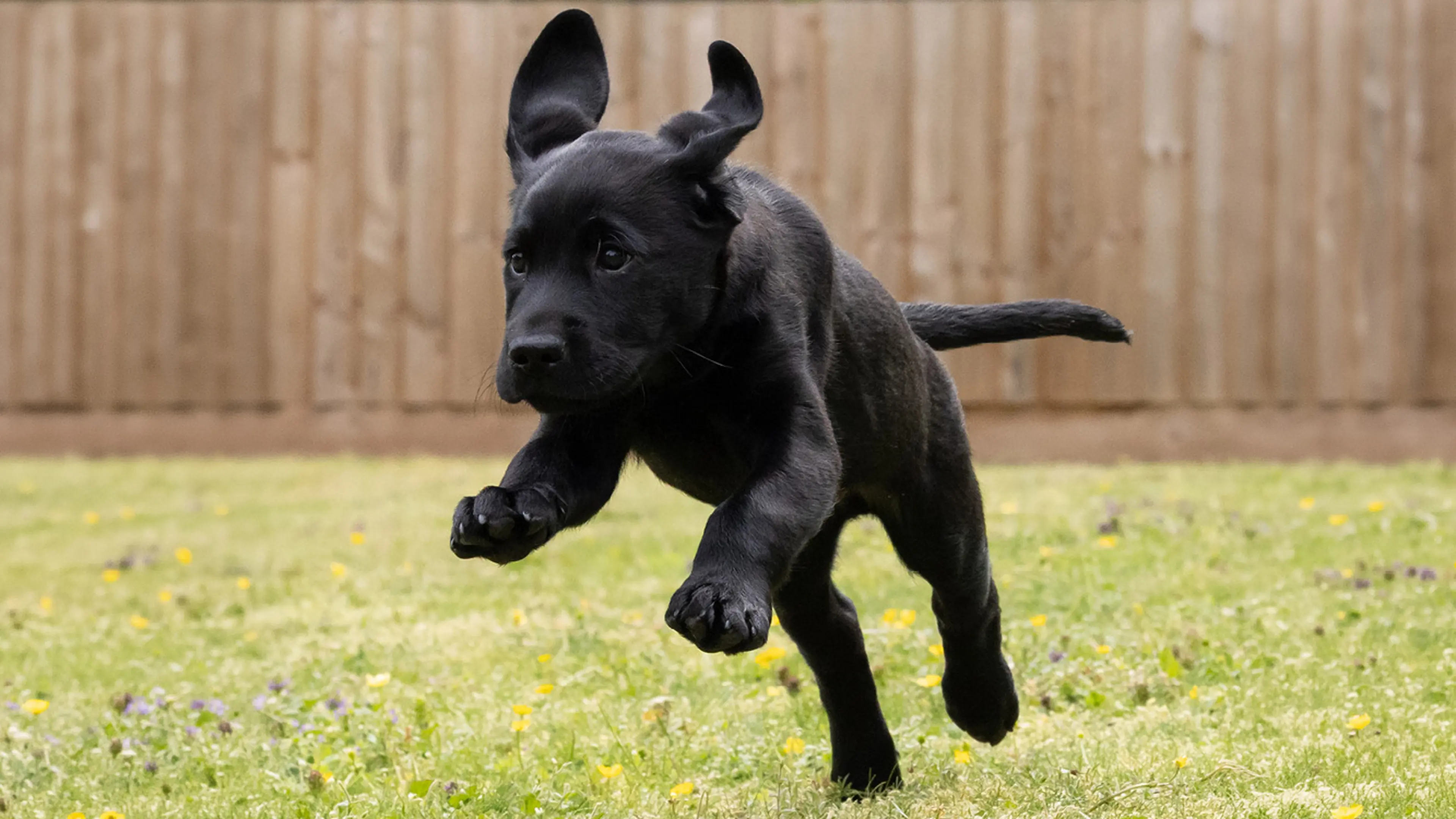 Rudy running on the grass.
