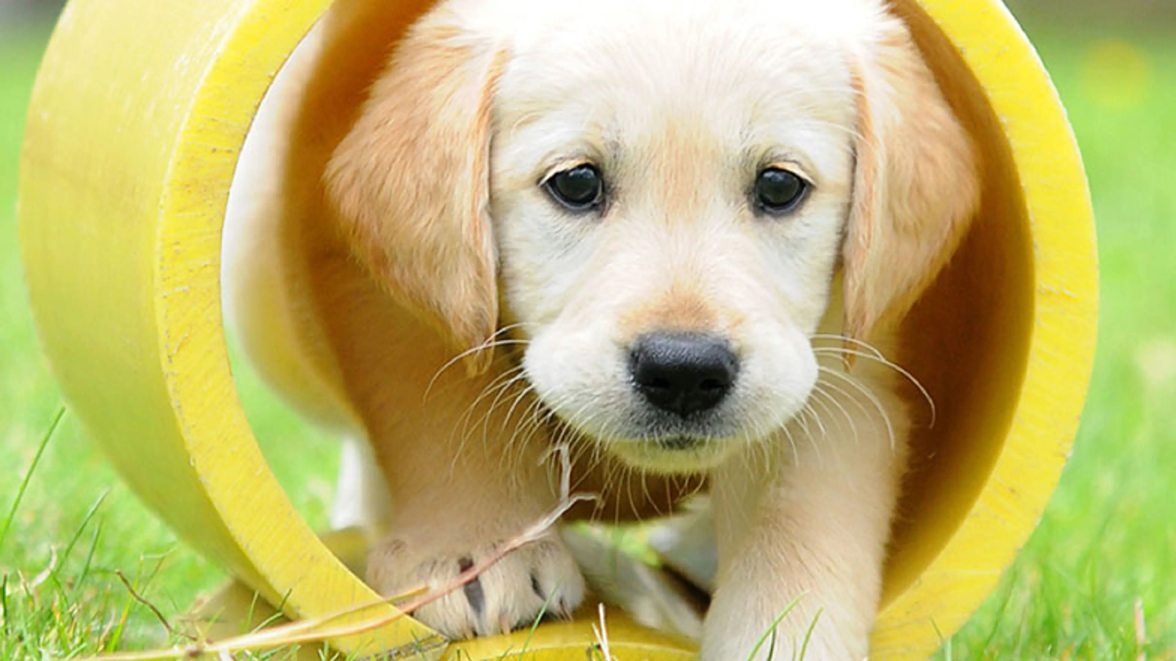 Guide dog puppy walking through a yellow tube.