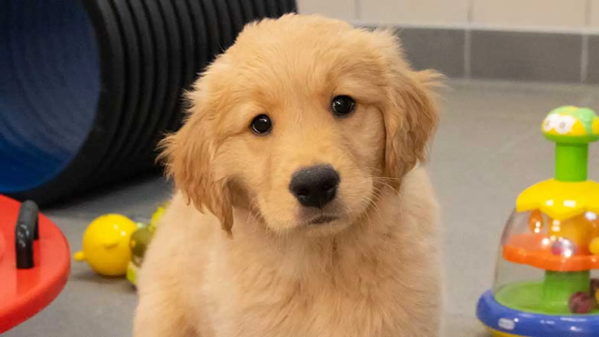 Toby sitting looking at camera surrounded by toys