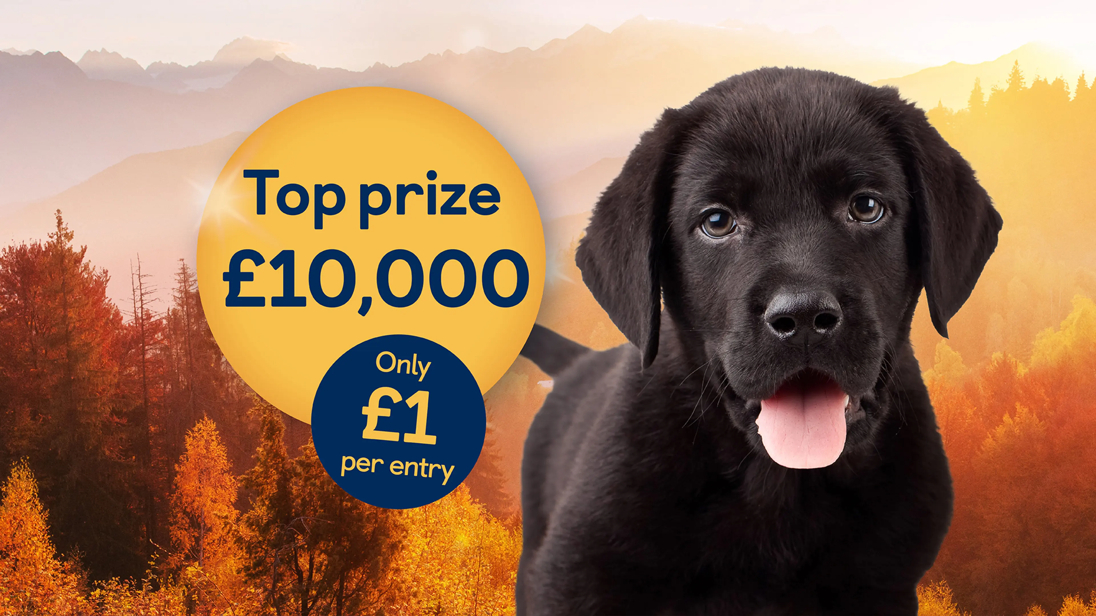 Black Labrador with tongue out looking to camera next to prize bubbles displaying 'Only £1 per entry' and 'Top Prize £10,000'.
