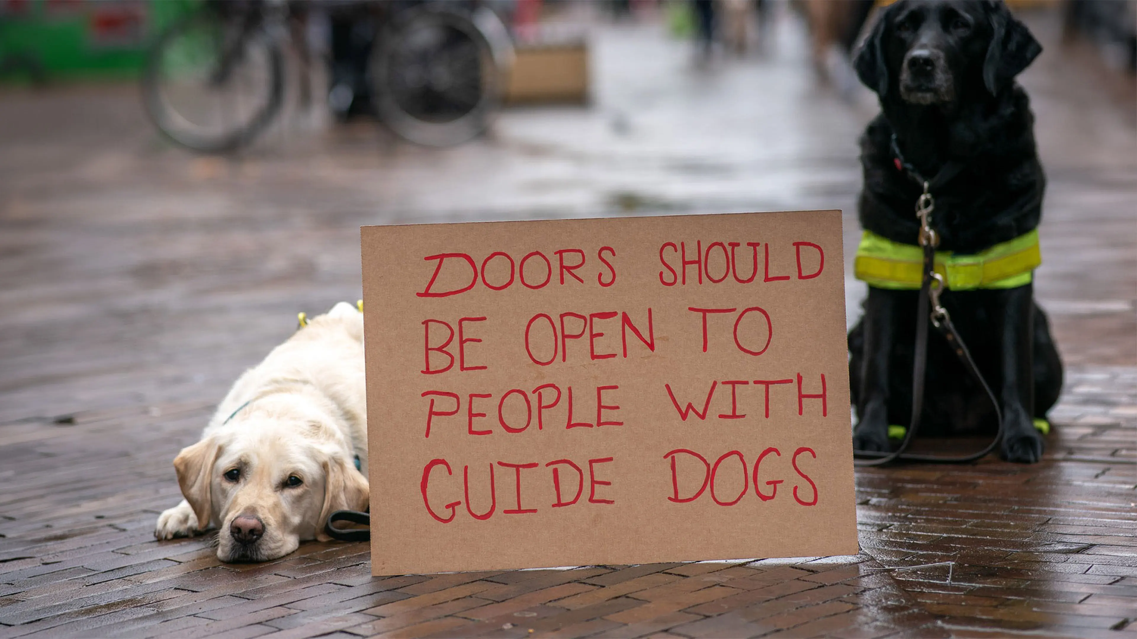 Two guide dogs one lying and one sitting on each side of a cardboard placard. The placard says "Doors should be open to people with guide Dogs."