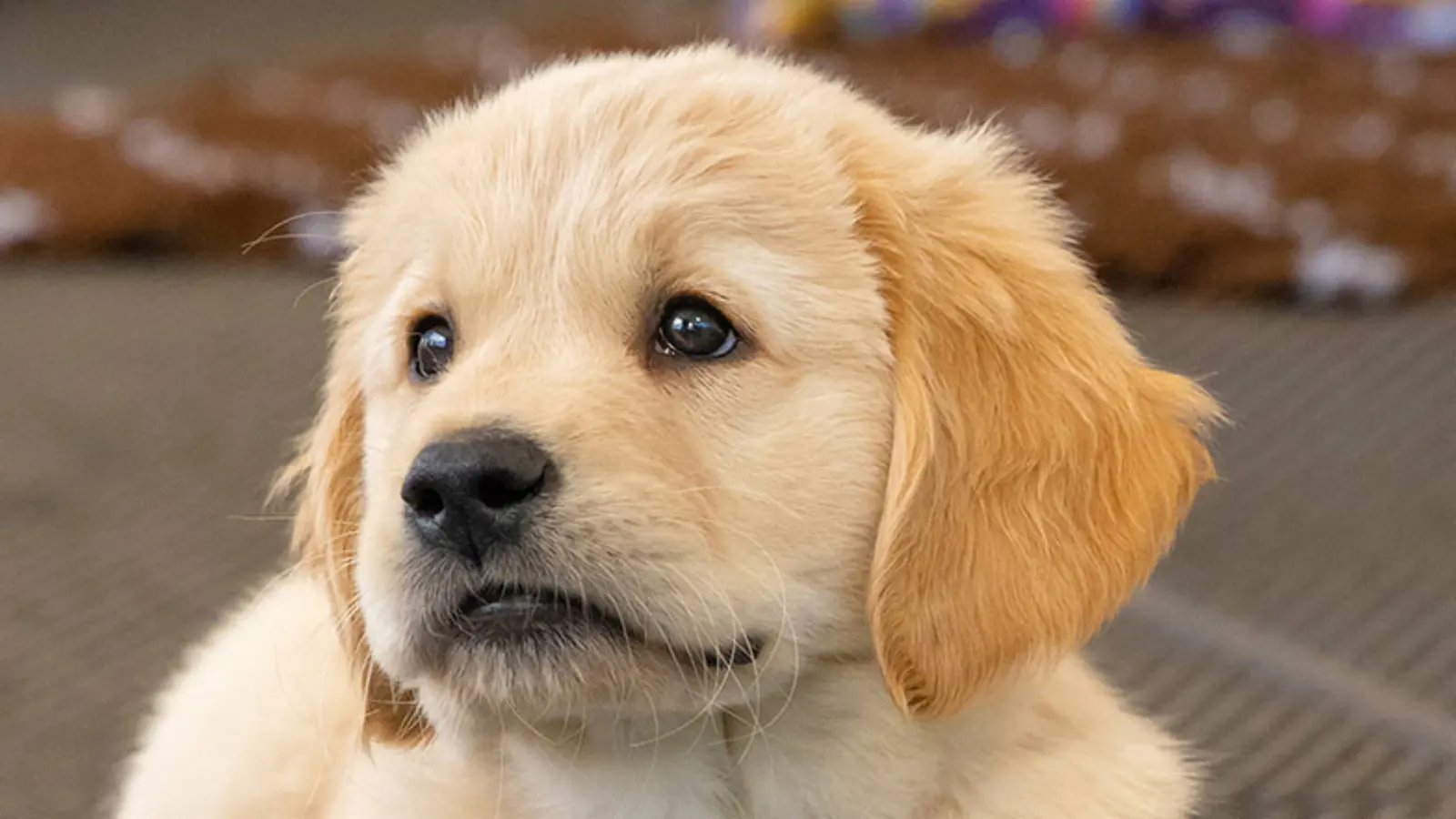 Headshot of golden retriever cross Walter