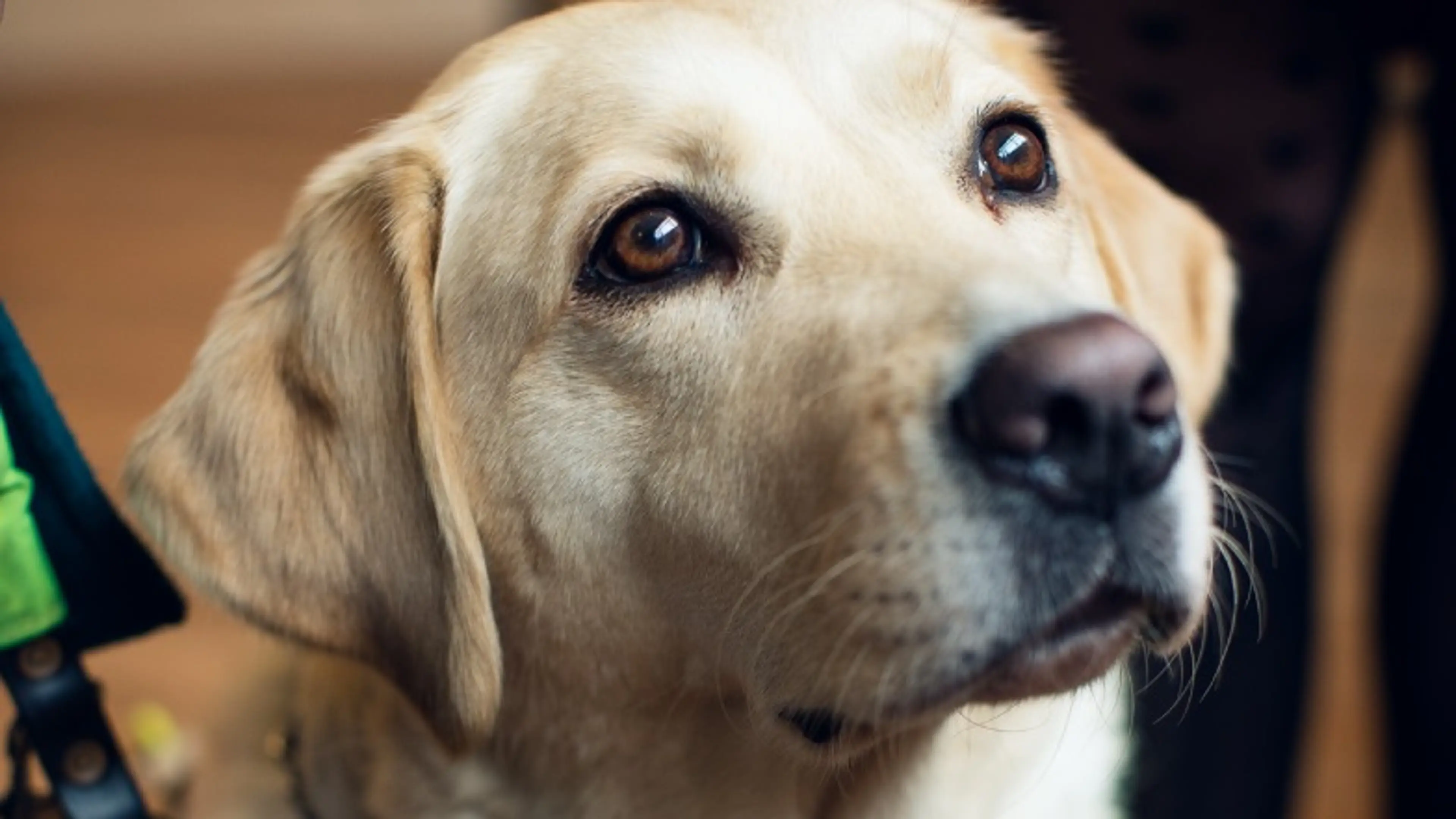 Guide Dog looking up