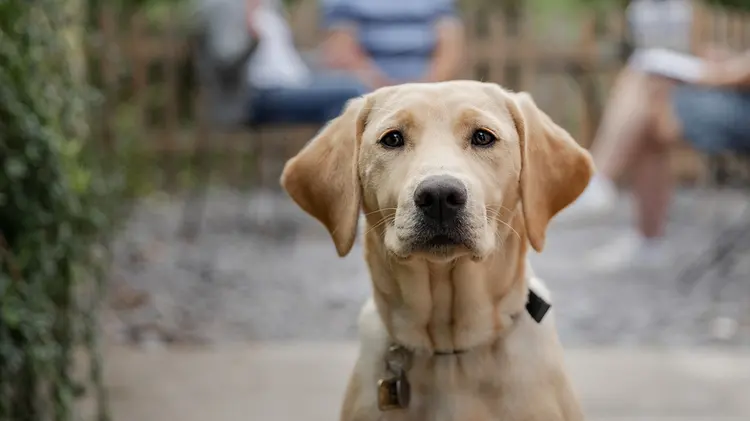 Real Guide Dogs About Guide Dogs’ National Centre | Guide Dogs