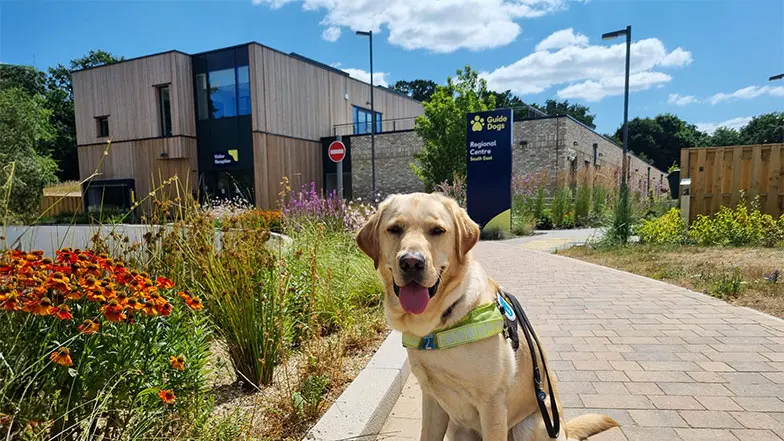 guide-dogs-redbridge.jpg