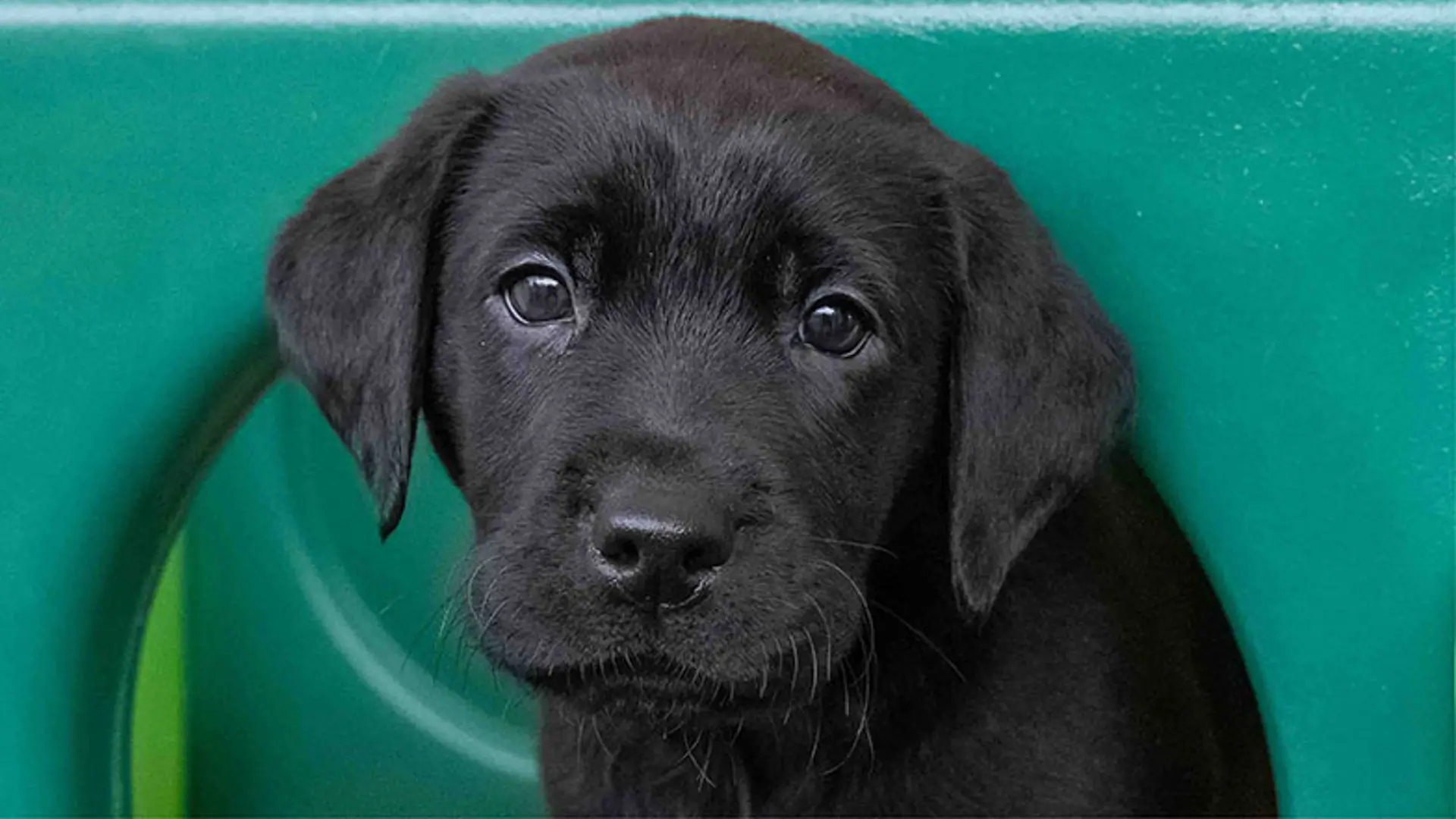 Norman looking towards camera through a toy slide