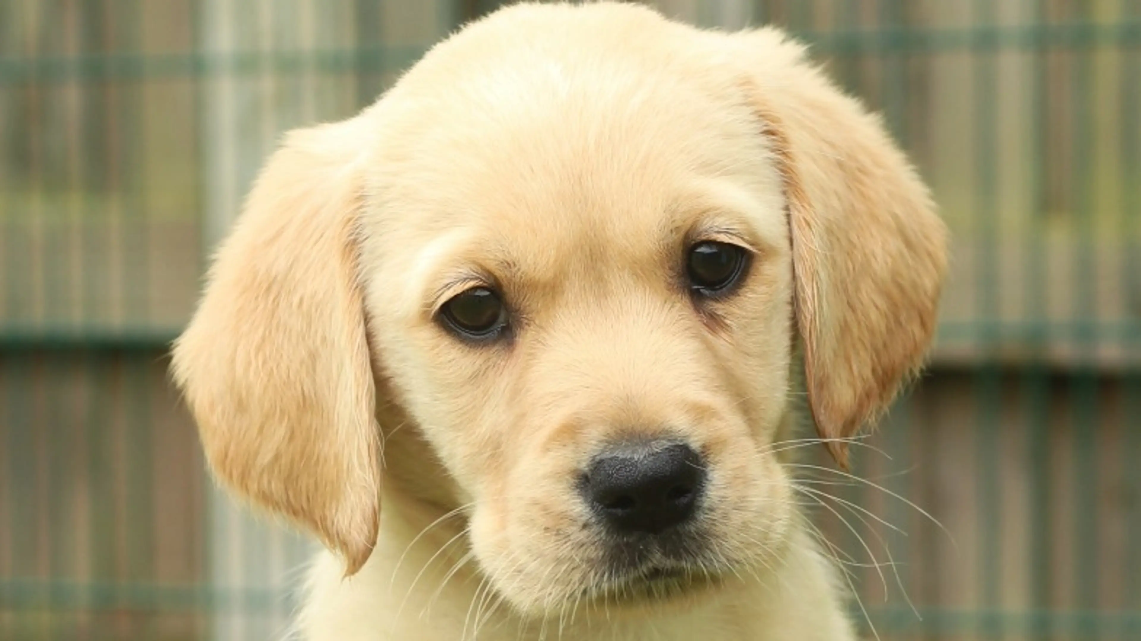 Name a Puppy yellow lab Geri close up