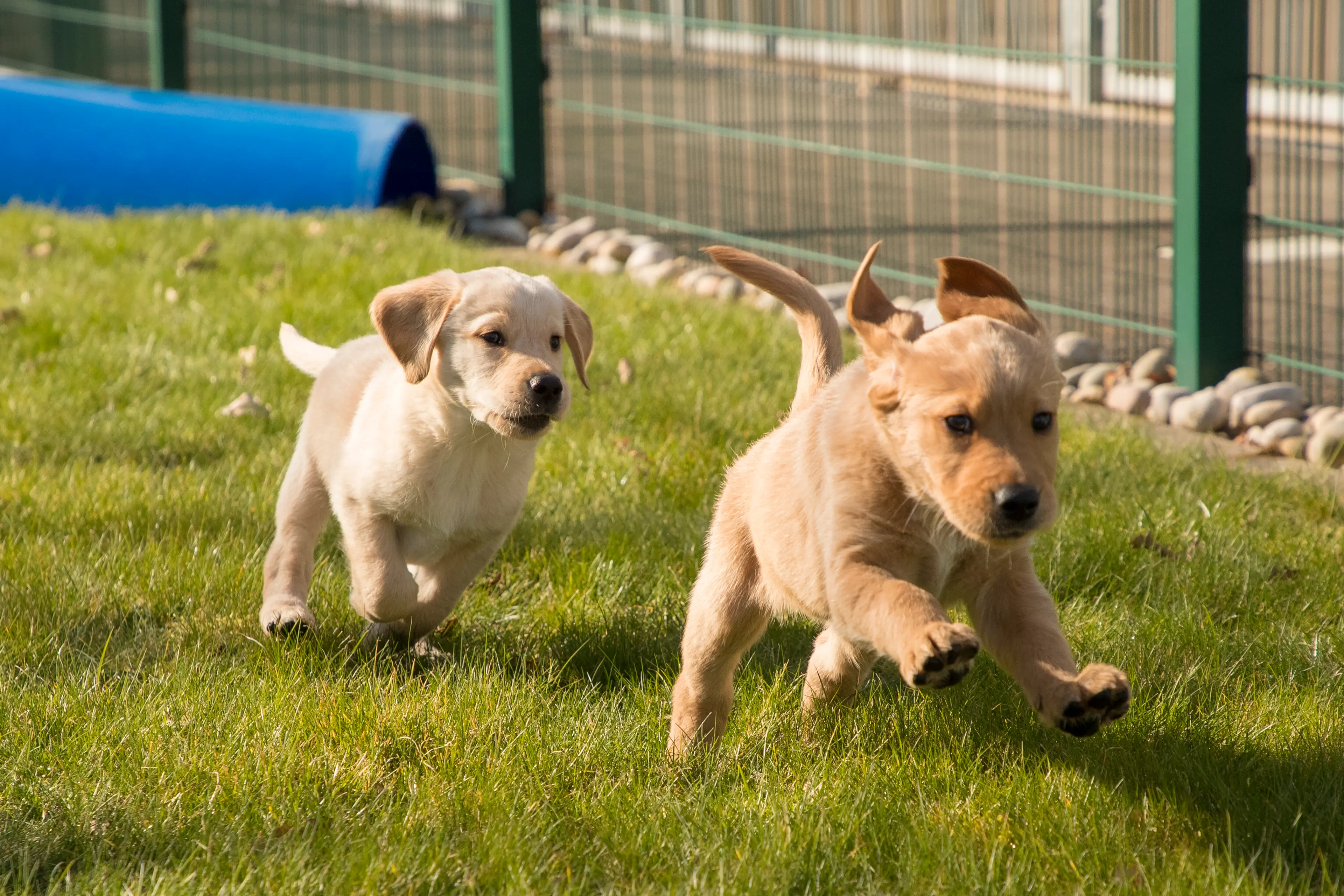 Two puppies running 1.jpg