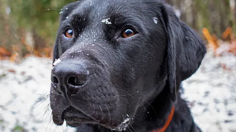 A headshot of rehomed black Labrador Baggins sitting outside with snowflakes on his face.