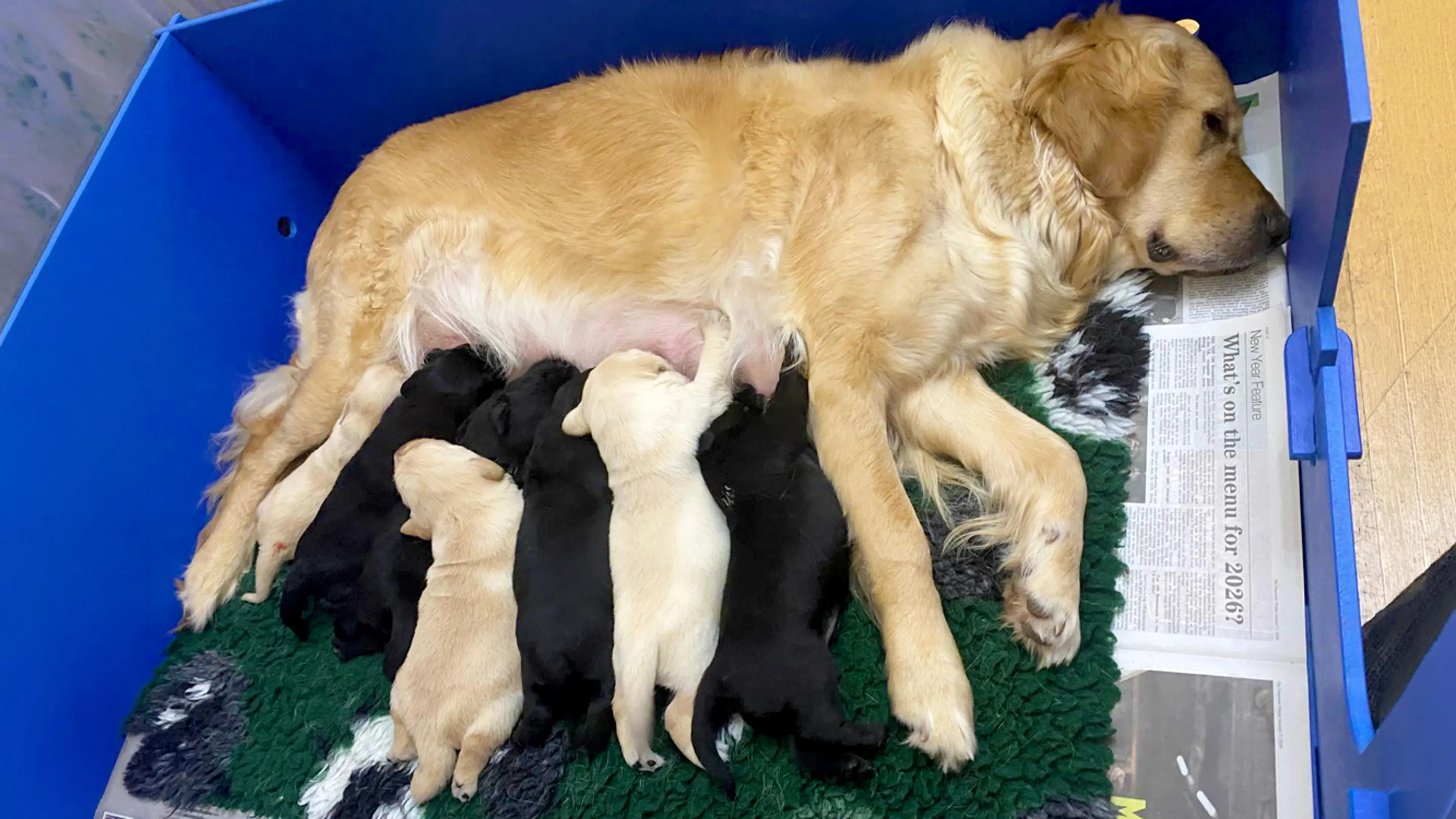 Stanley's litter snuggling with their mum.
