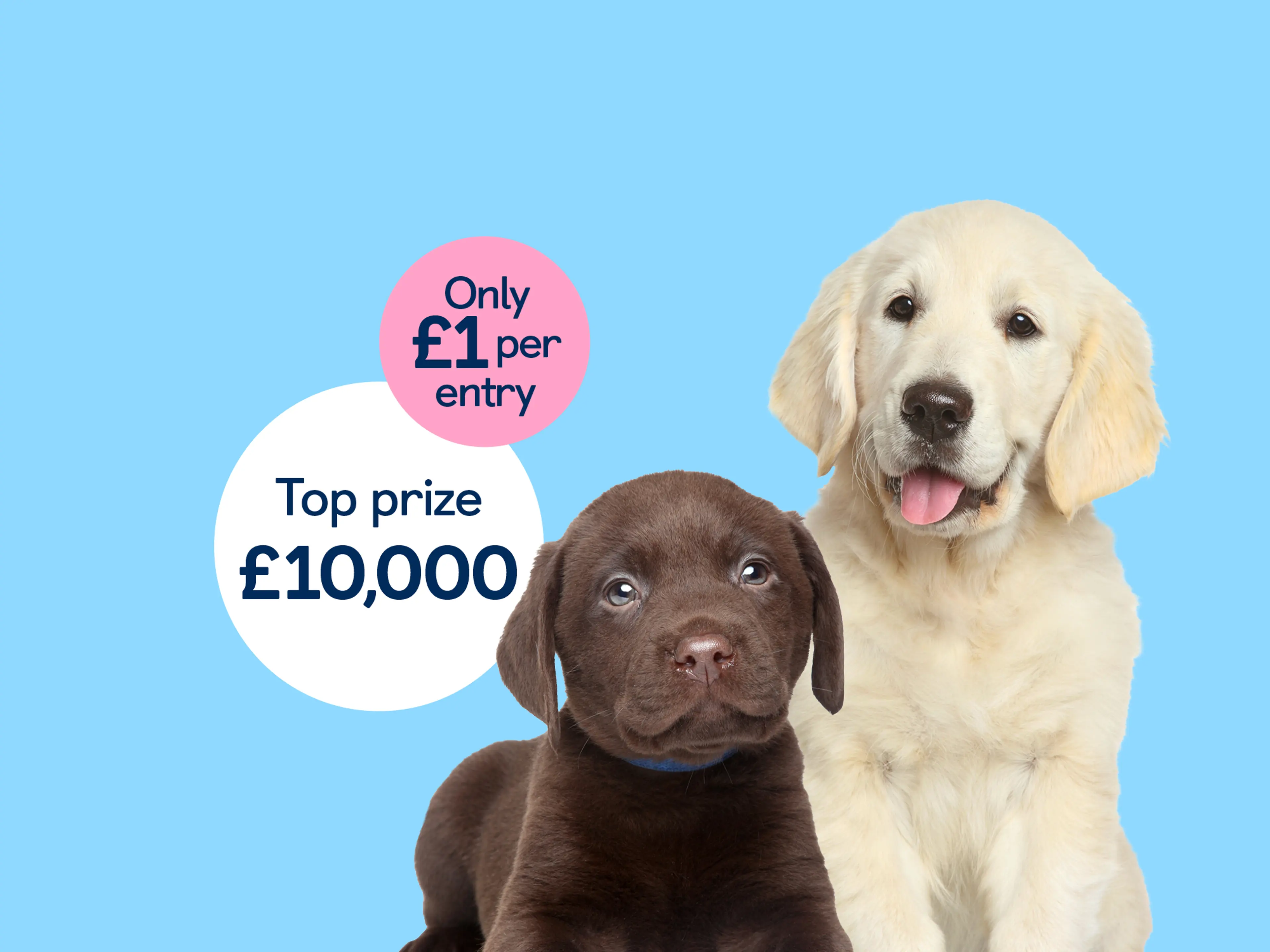 Chocolate brown Labrador puppy and golden retriever sitting beside 2 prize bubbles of 'Top prize £10,000', 'Only £1 per entry'.