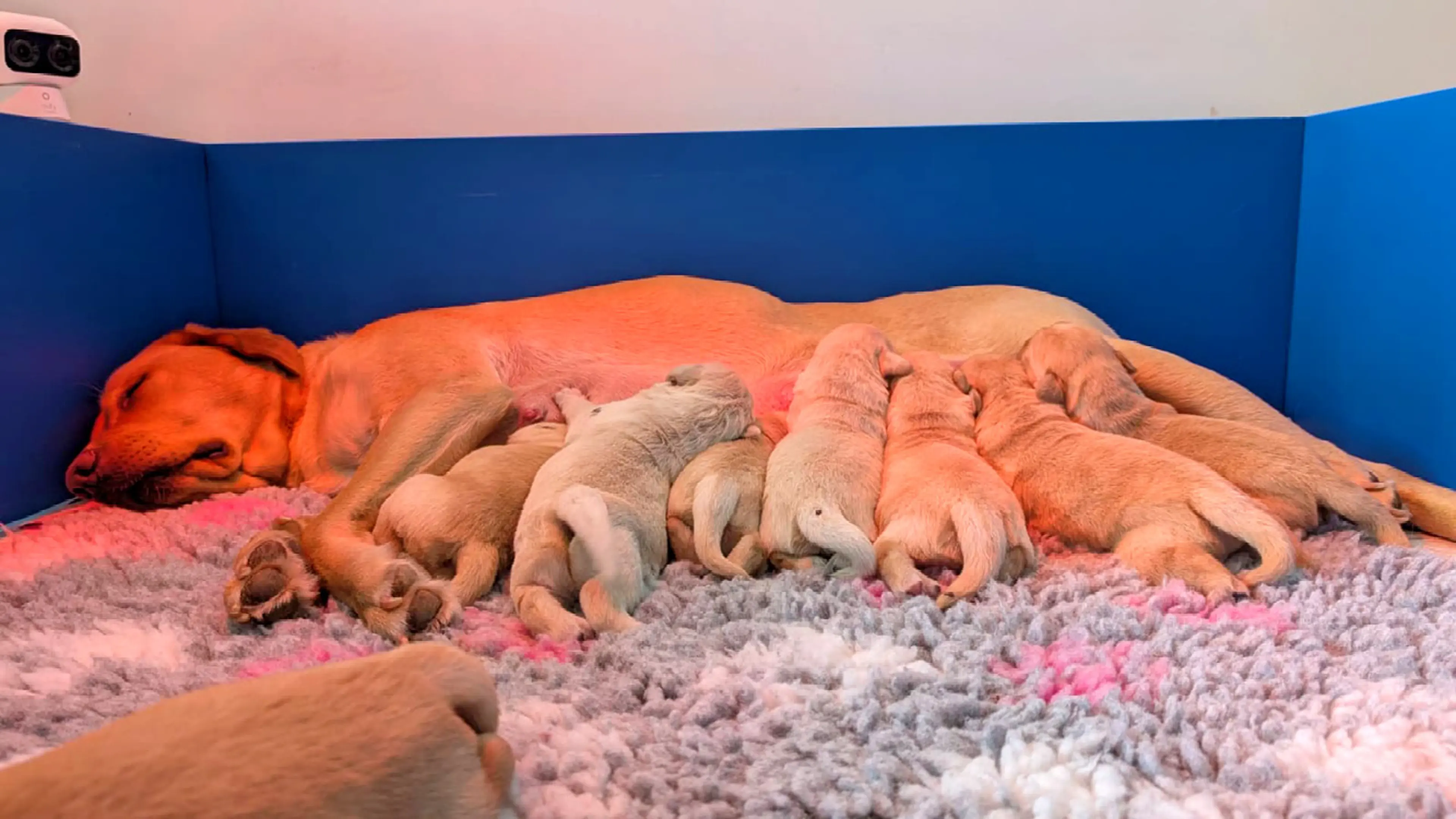Nutmeg's litter snuggling with their mum.
