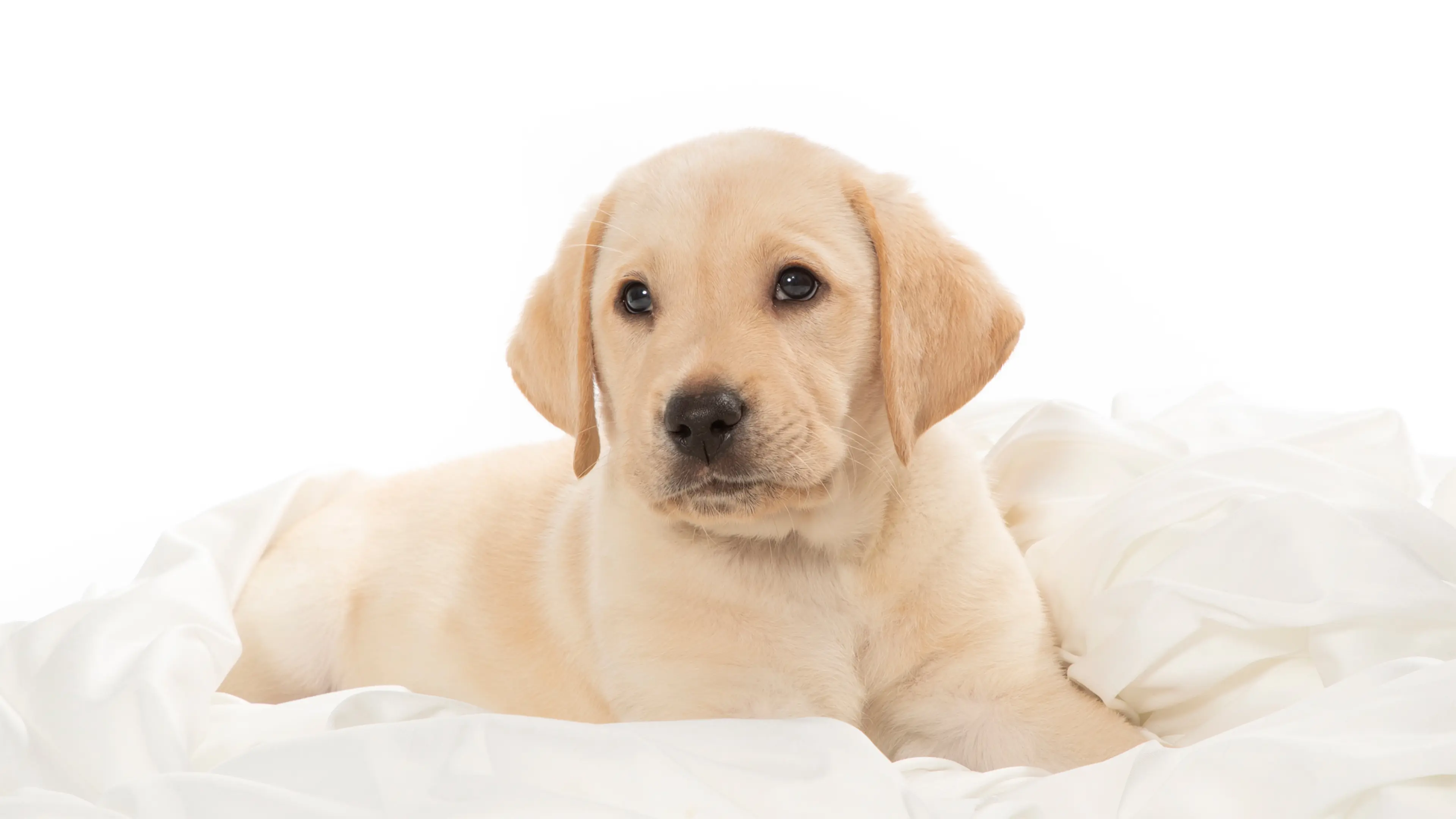 A yellow Labrador guide dog puppy lays down and poses for a photo against a white backdrop.