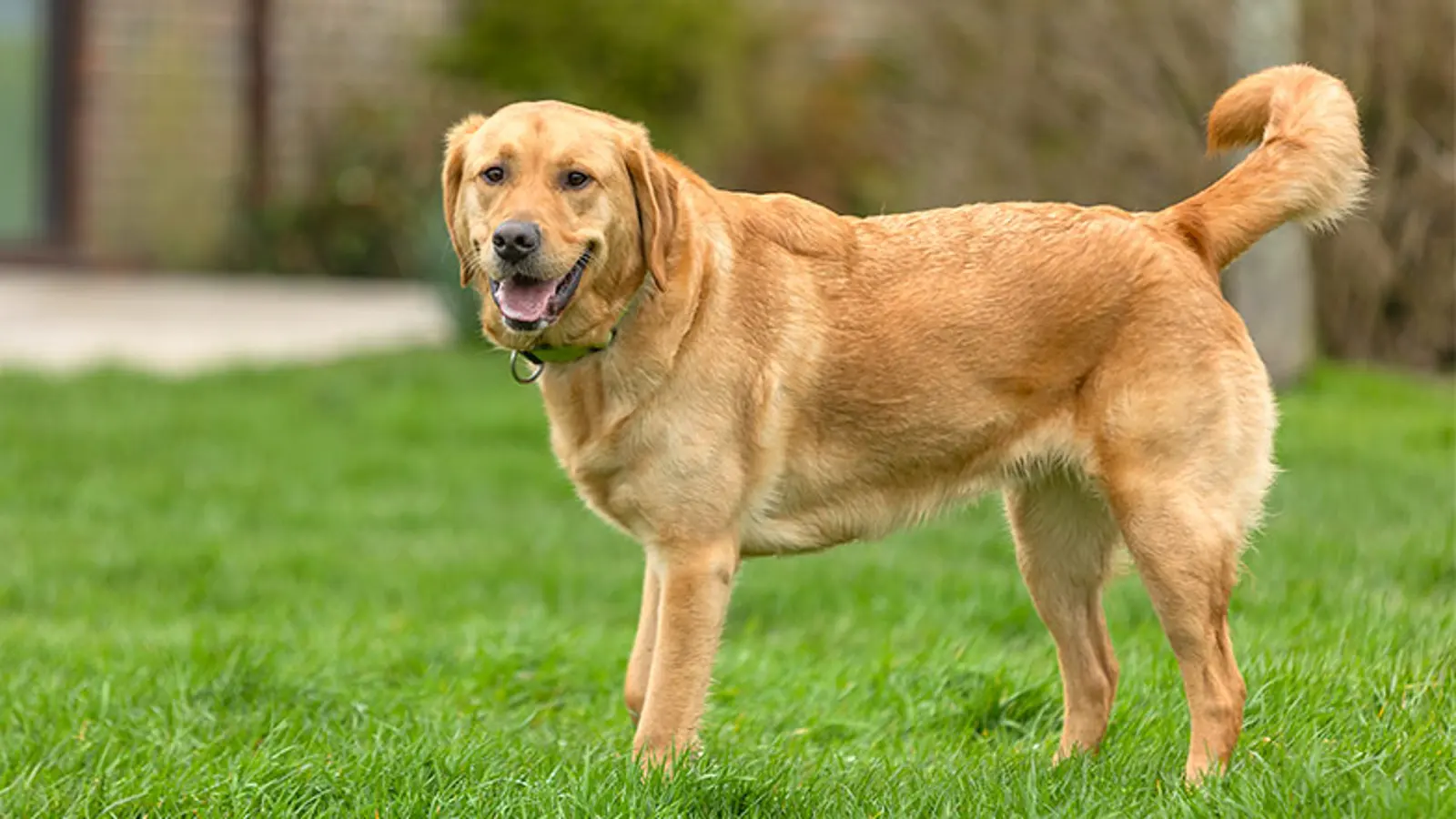 A labrador retriever standing in a field.