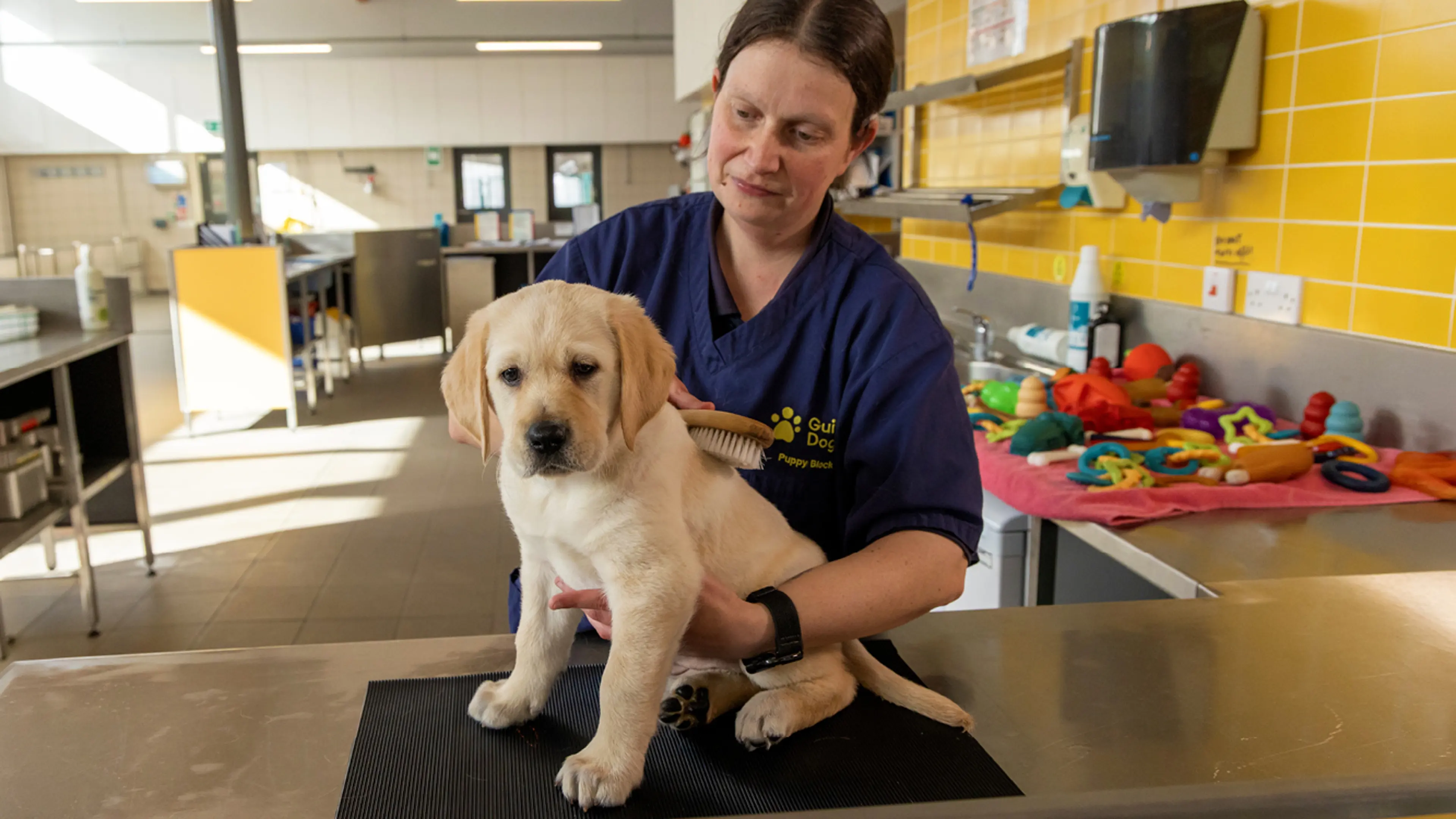 Sunny being brushed by a Guide Dogs staff member.
