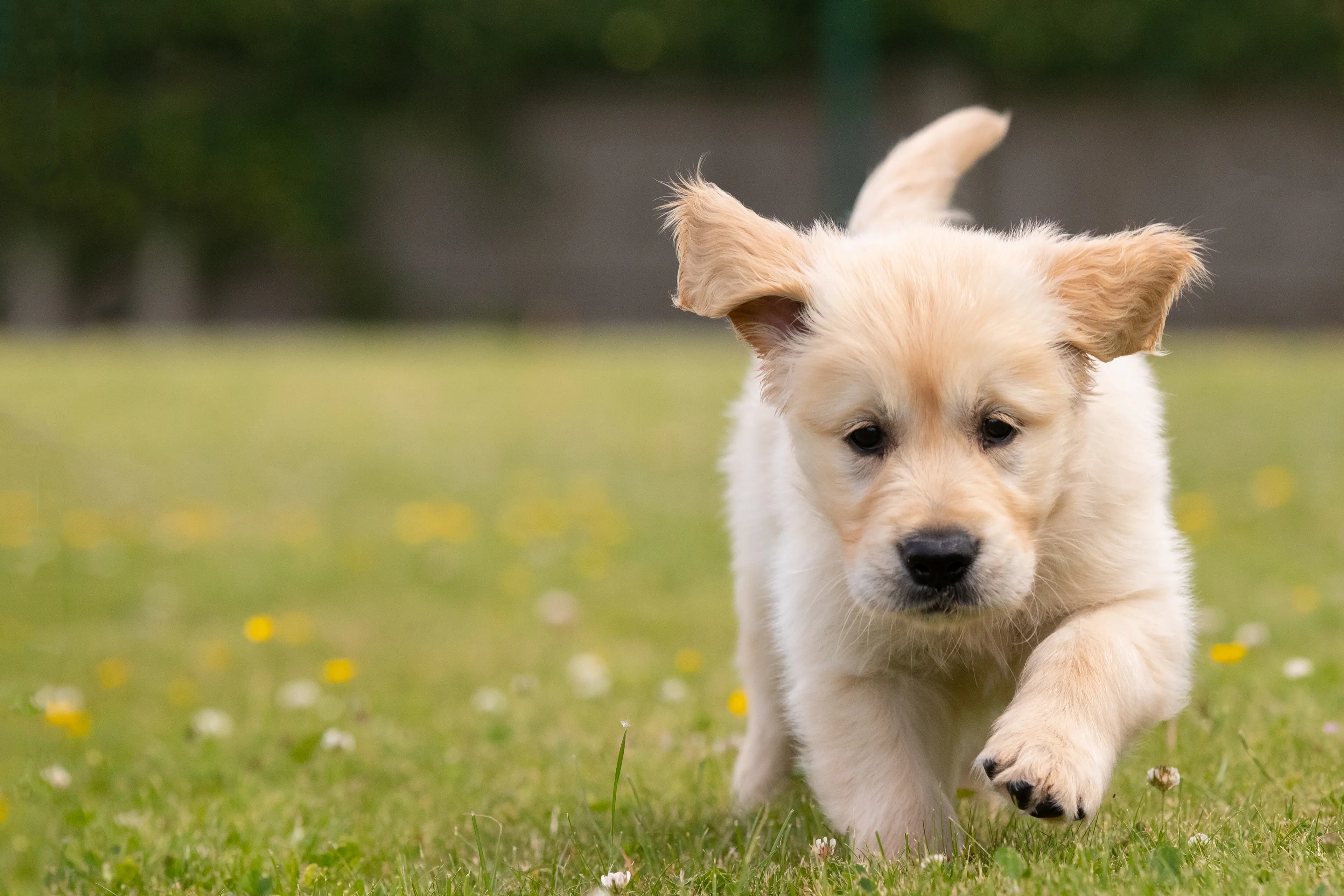 Golden Labrador Retriever puppy running on grass.