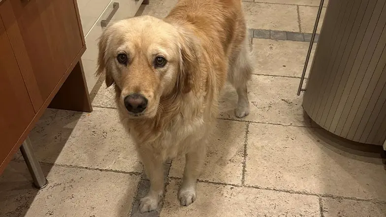 A golden retriever stands on a flagstone floor in a kitchen.