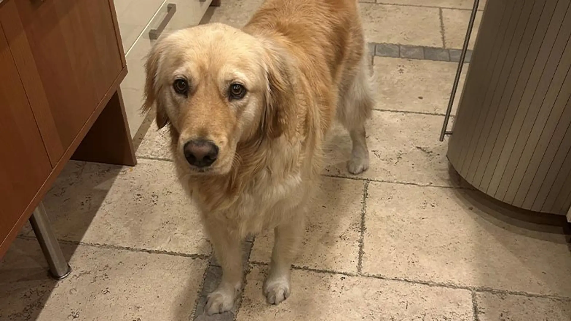 A golden retriever stands on a flagstone floor in a kitchen.