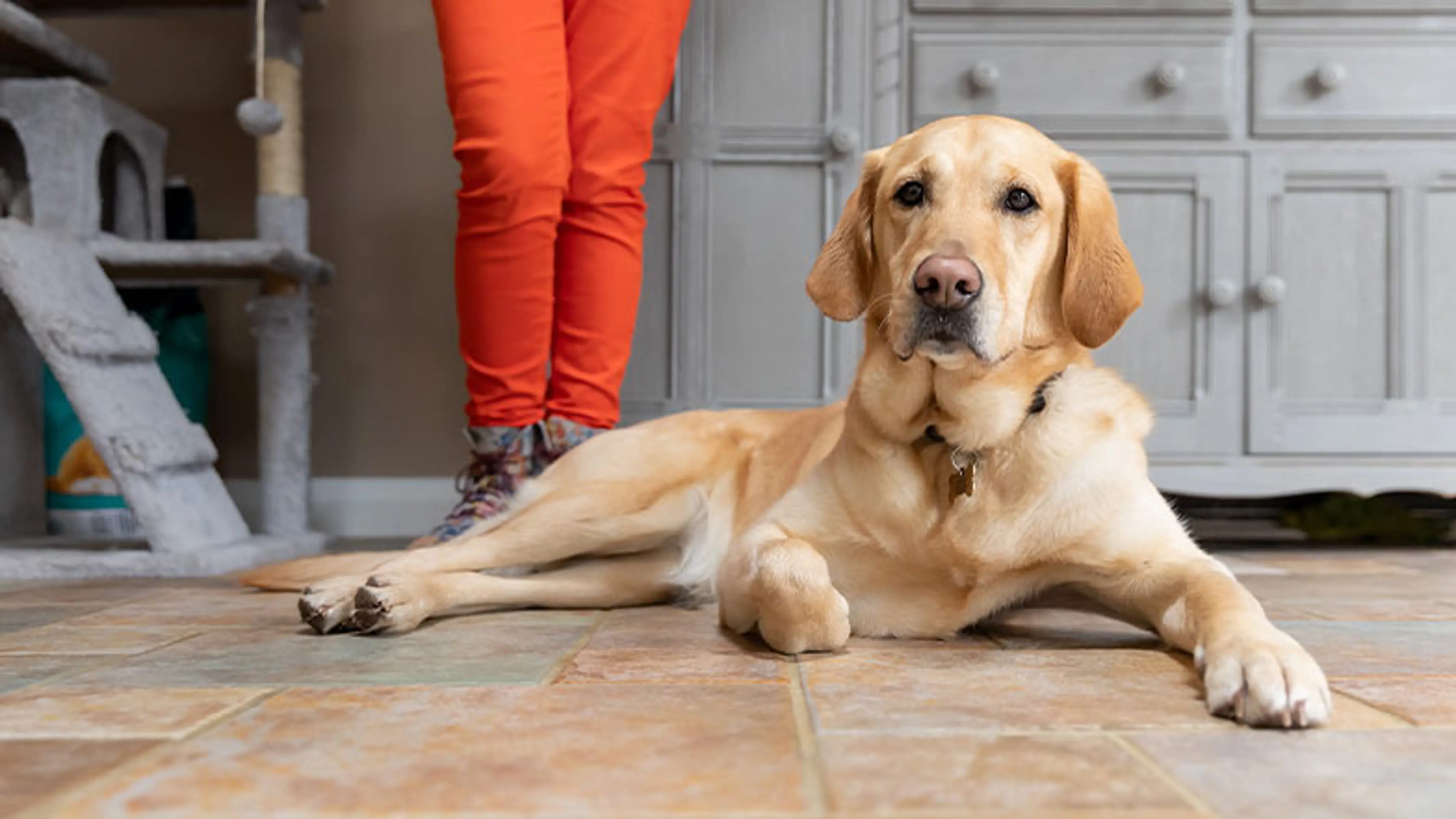 A dog lays on a tiled floor at home.