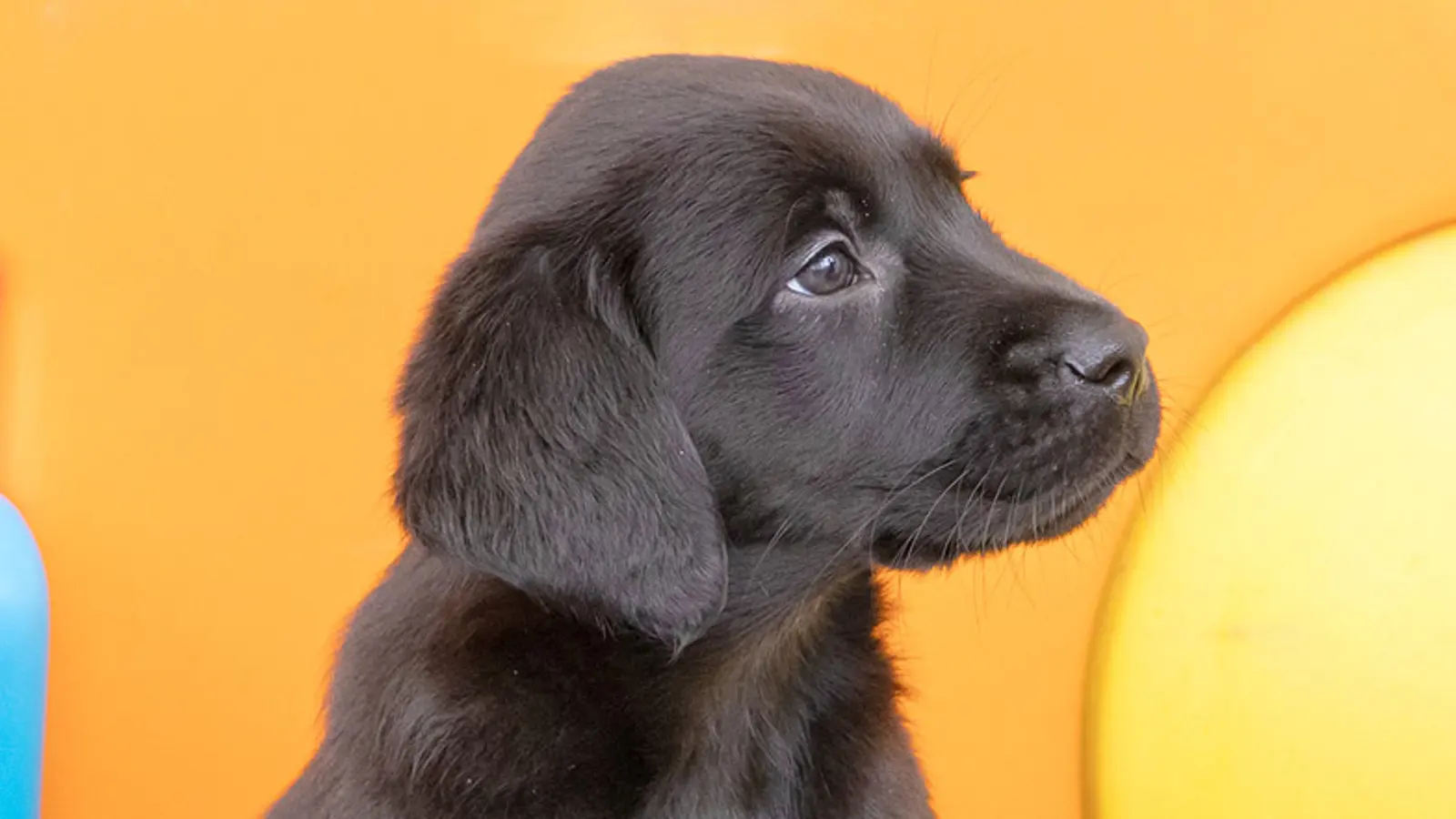Jasper sitting in front of a toy slide looking to the side